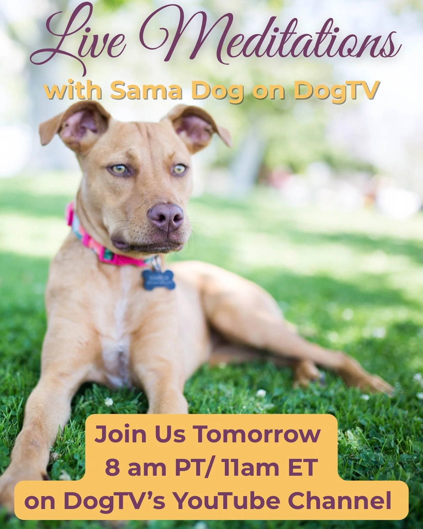 Connection, calm, and the healing magic of our dogs. 🤎

We&rsquo;ll be guiding another live meditation tomorrow- come start your weekend with peace and a mindful moment with your pup.

✨ 8am PT / 11am ET on DOGTV&rsquo;s YouTube channel

@dogtv 

#s