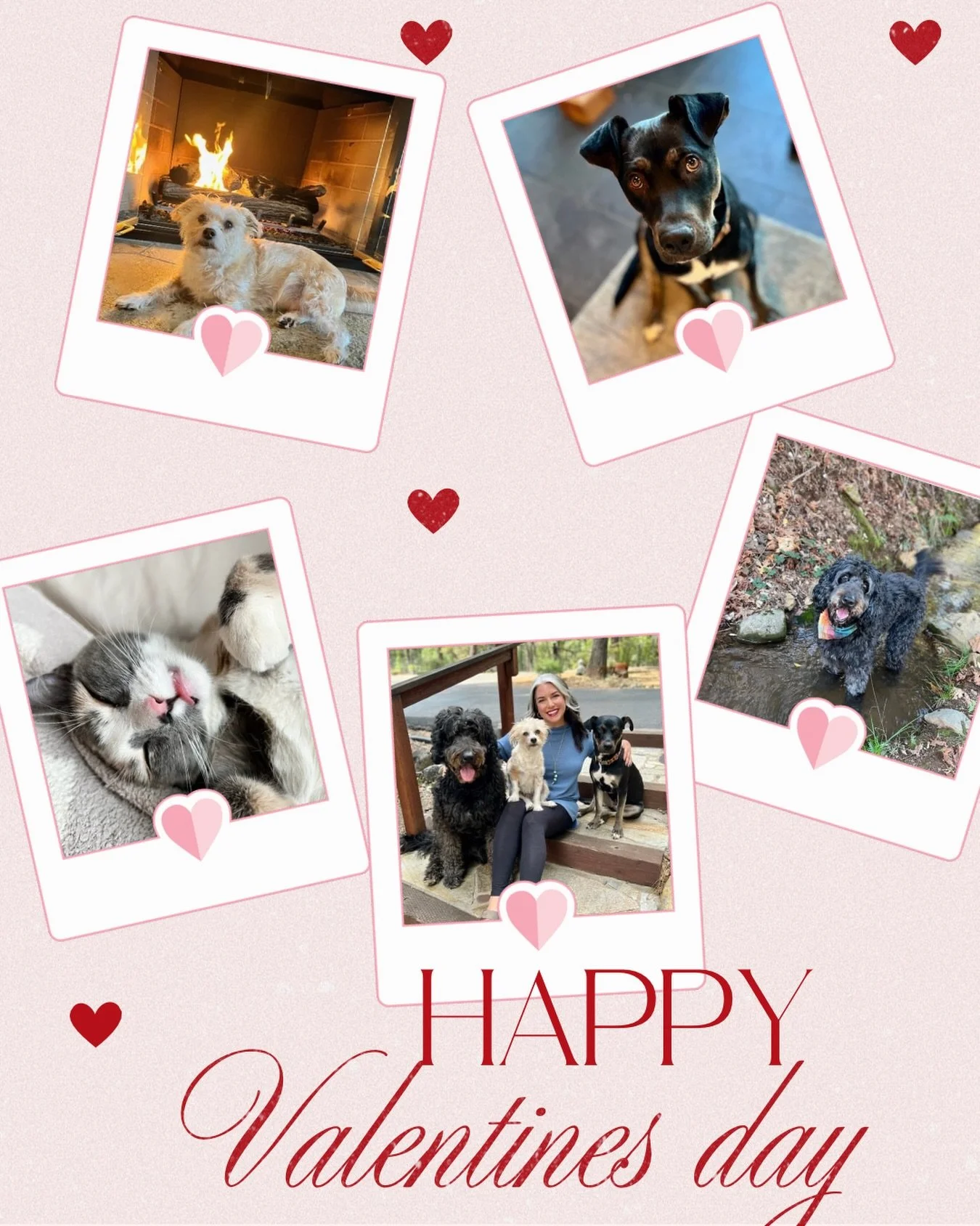 Roses are red, violets are blue&hellip;
your pup deserves calm, and so do you 💗
Happy Valentine&rsquo;s Day from the Sama Dog pack 🐾

#valentinesday #puplove #samadog #calmdogs #samacircle