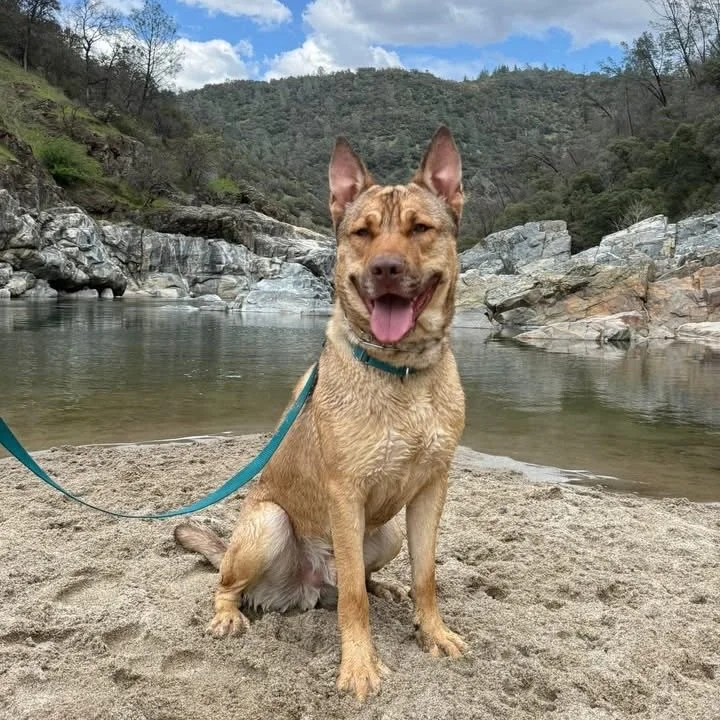 Meet Saigon 💟

This handsome 1.5-2 year old Shepherd mix is looking for his forever home. He&rsquo;s neutered, up-to-date on vaccines, and available through Grass Valley Animal Control &amp; Shelter here in #nevadacity. 

He&rsquo;s currently being 
