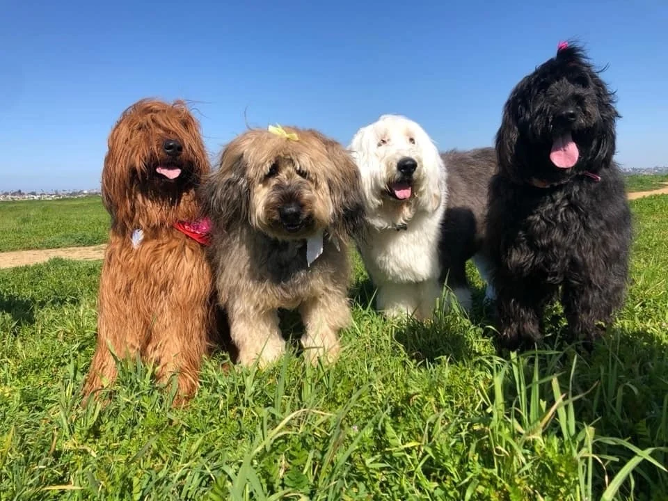 Ahh springtime 🌷 Freshness is in the air and it&rsquo;s ushering in more light, blooming flowers, and warmer days.

Did you know that you can work with the change of each season to benefit the health and wellbeing of your animal companions?!

In Ayu