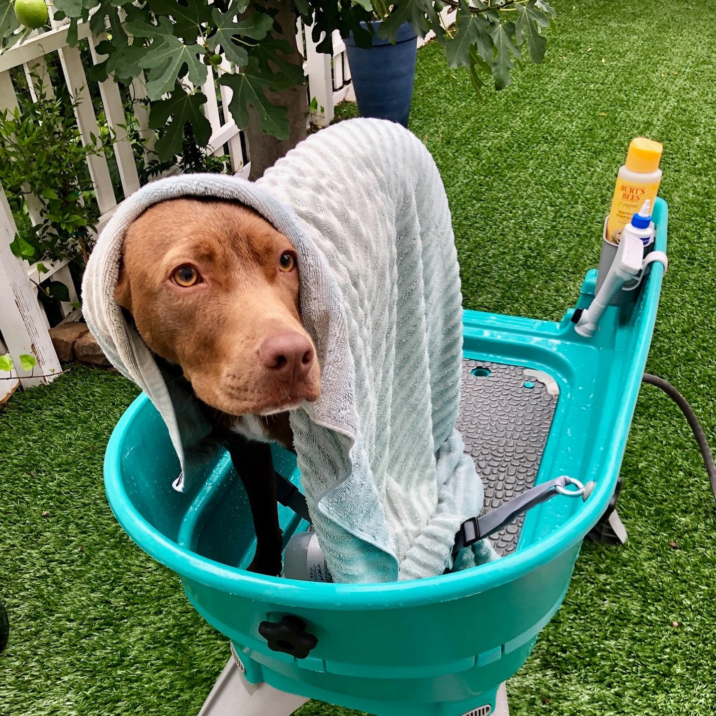 🌸 Quick Springtime Tip for Your Pup

As the weather warms up, pests become more active. One simple step to help keep them under control is regular baths &mdash; about every 2-4 weeks during spring and summer.

One of our favorite simple options is @