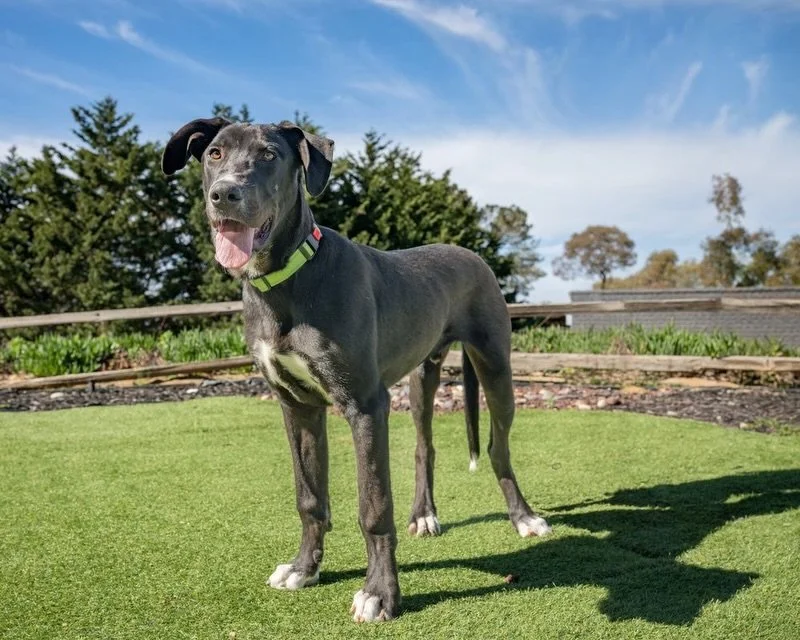 Meet Jim 🤍
Our April feature and one very special soul.

Jim is a handsome 5-month-old Lab mix (with maybe a little Dane in there too&mdash;he&rsquo;s a big, growing boy). What stands out most isn&rsquo;t his size&hellip; it&rsquo;s his heart. He&rs