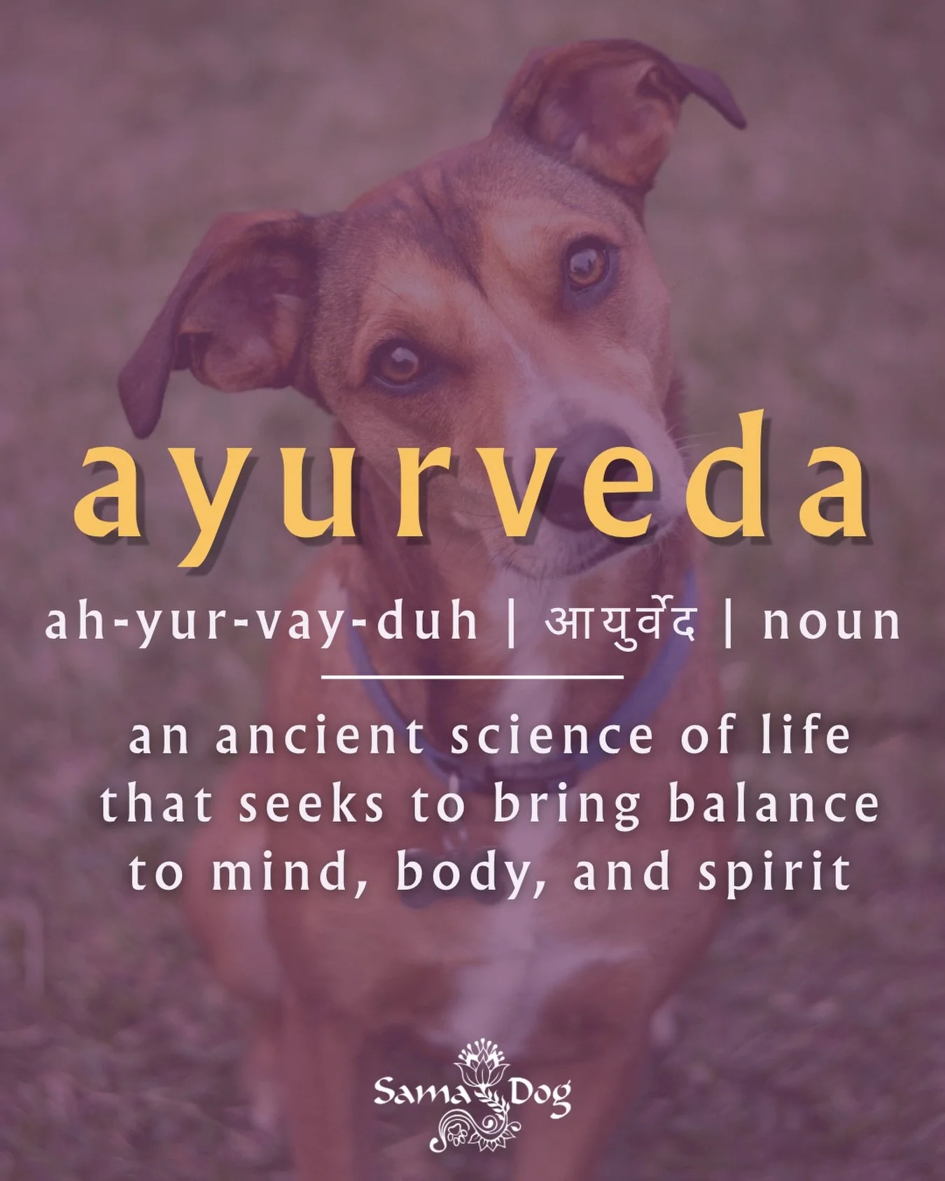 Ayurveda is more than a system of care.
It&rsquo;s a way of seeing life through the lens of balance, rhythm, and connection.

And our dogs&hellip; already live here.

#samadog #sanskrit #ayurveda #holistic