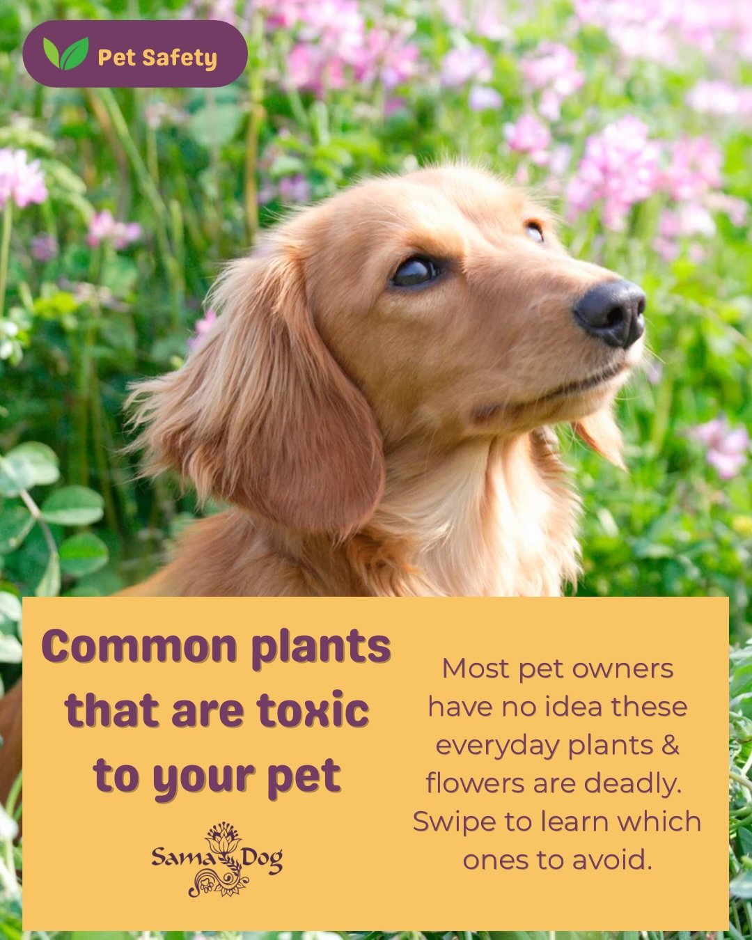 That bouquet on your counter or the plant by your window could be putting your pet in danger - and most people have no idea. 

🌿 Swipe through to see 11 common plants and flowers that are toxic (sometimes deadly) to dogs and cats. 
Save this post an