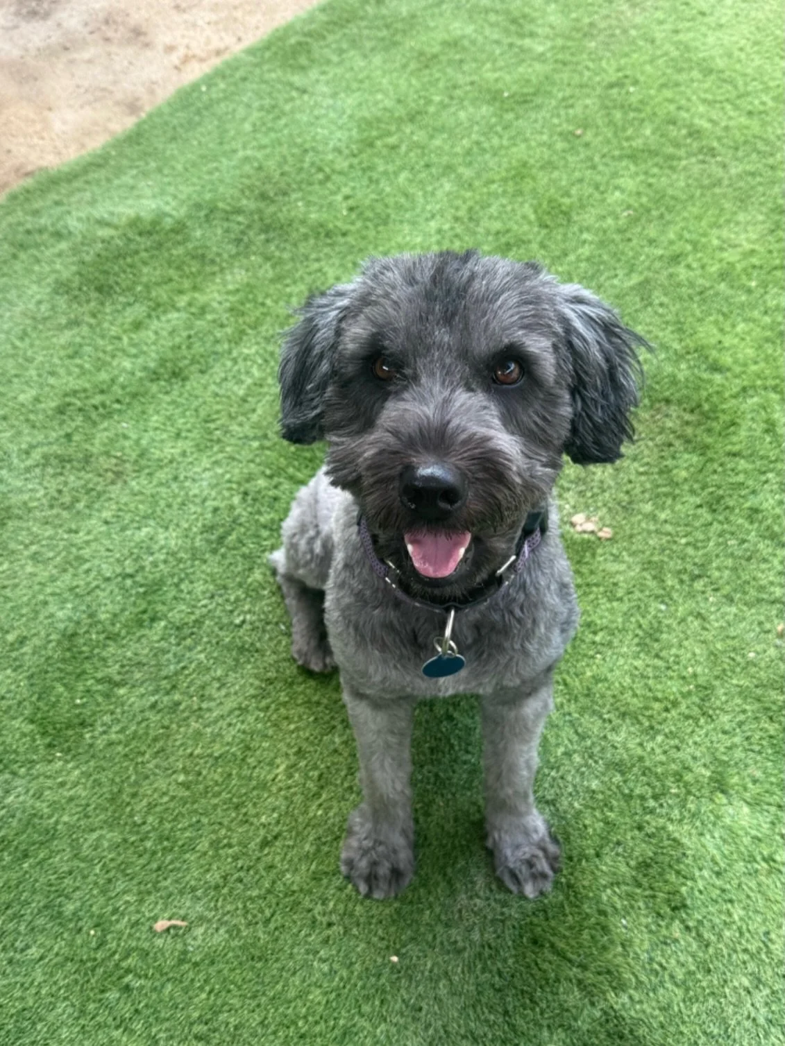 Meet Bruno 🤍
Our June feature and one very special soul.

Bruno is a lovable 3-year-old boy with a playful spirit and a heart full of joy. At around 33 pounds, he&rsquo;s the perfect blend of sweet and spunky - always ready for an adventure, a game,