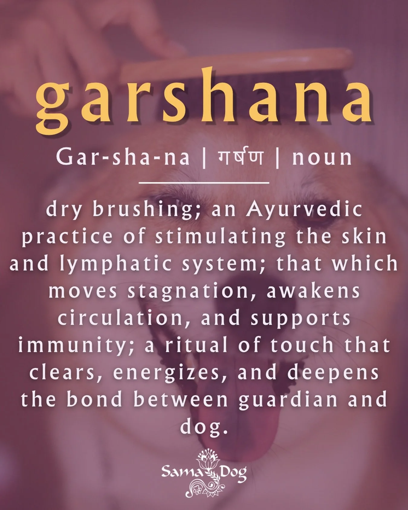 The sacred art of dry brushing, where stillness is swept away and the body remembers it is alive 🐶

#dogwellness #samadog #garshana #ayurveda #drybrush