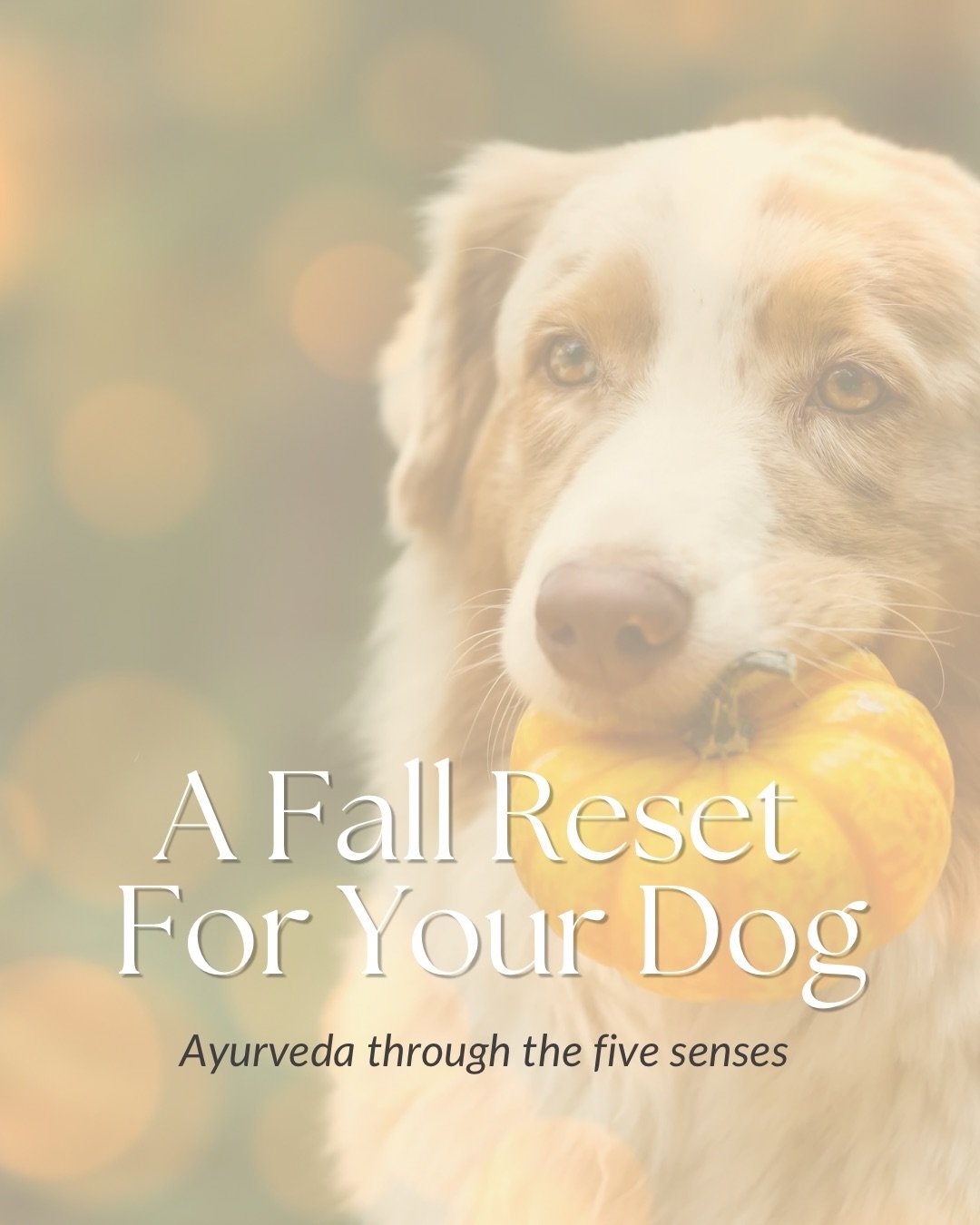 As the seasons shift, nature reminds us that change is an opportunity to slow down, simplify, and find balance. And our dogs can benefit from this seasonal reset, too. 🤎

Through the wisdom of Ayurveda, we can make small, intentional changes that he