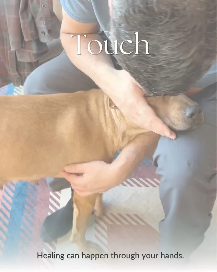 Healing can happen through your hands.
Slow, intentional touch can help create a sense of safety and connection.
Try a few quiet minutes of:
♡ gentle massage
♡ long, slow strokes
♡ still hands
♡ mindful presence
Don&rsquo;t rush.
Let your dog show yo