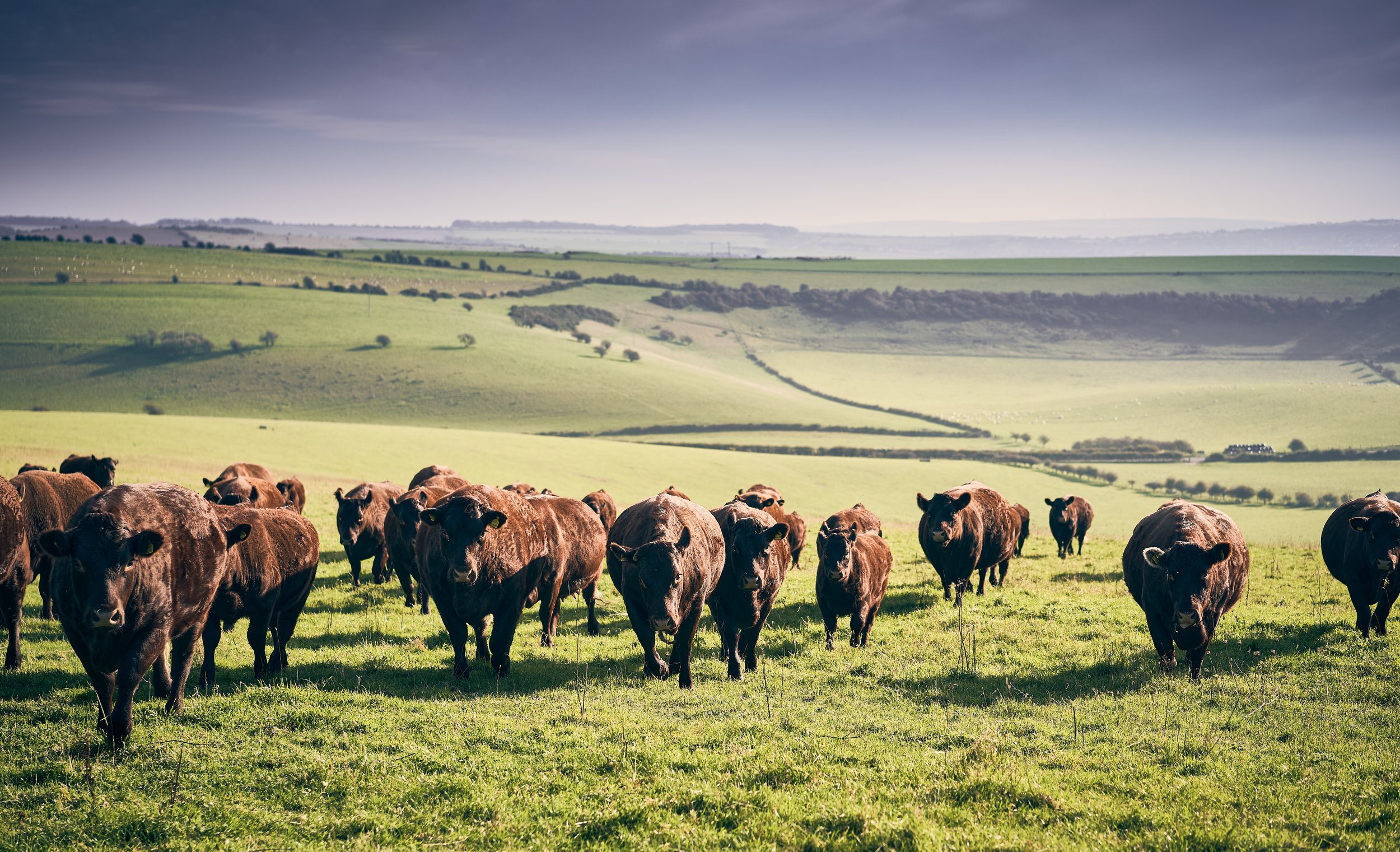 Individual Beef Cuts
