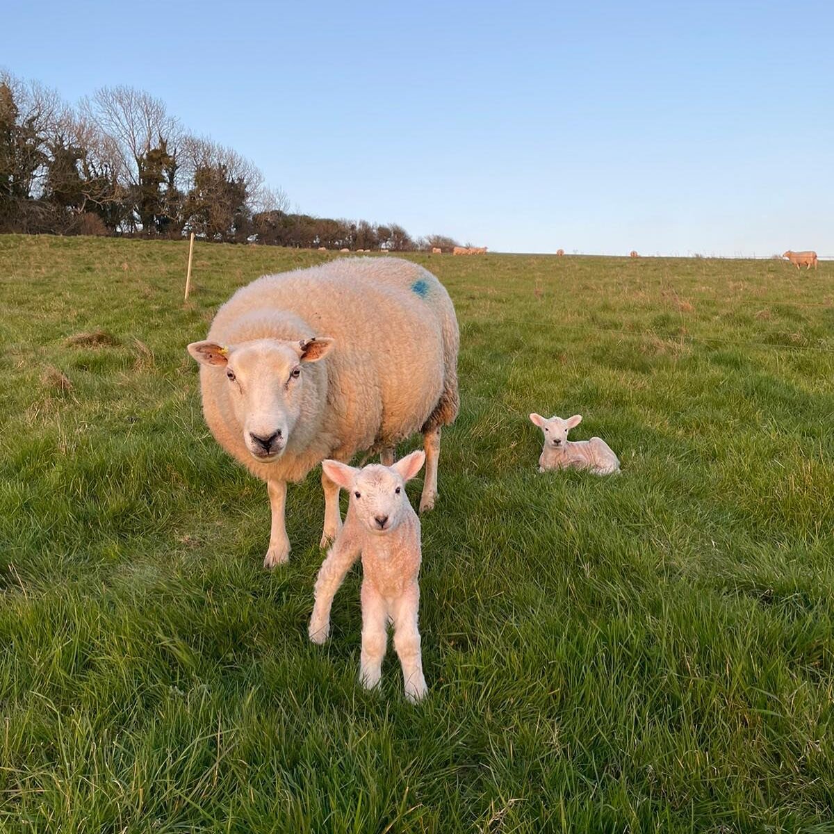 And we&rsquo;re off! Lambing 2022 has started 🐑💚☀️ come and visit them, we are open next weekend www.camillaandroly.co.uk/open-days

#camillaandroly #saddlescombefarm #lambing #lambing2022 #lambingopendays #familyfarm #farmingwithnature