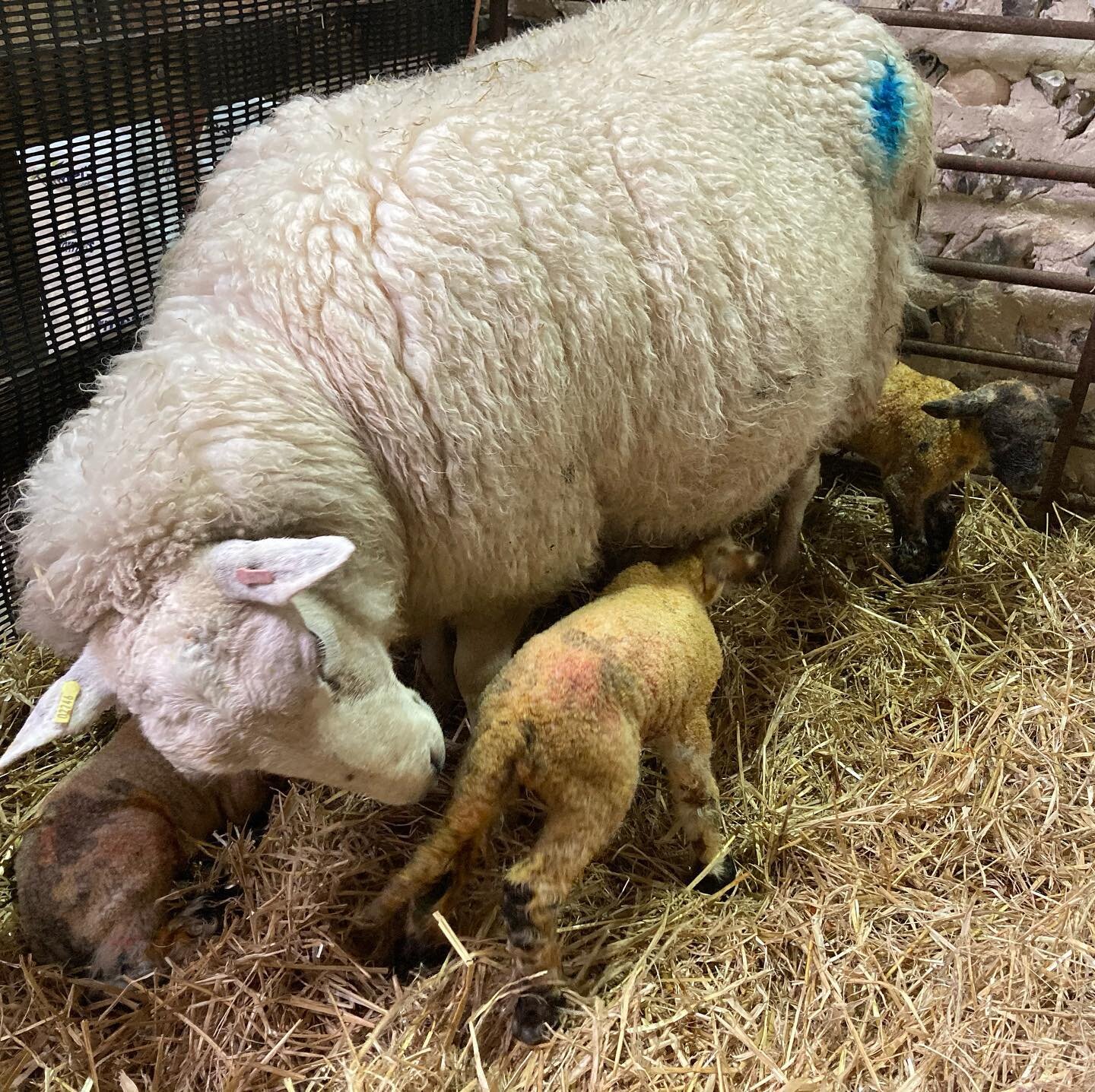 1, 2, 3. Supermum 💪🏻🐑💚

Come and visit us this weekend 2/3 April or next 9/10 April. Tickets available at www.camillaandroly.co.uk/open-days 

#camillaandroly #saddlescombefarm #lambing #lambing2022 #lambingopendays #devilsdyke #thingstodo #easte