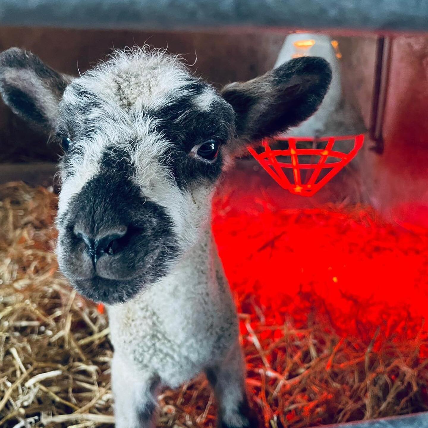 Come and meet Romeo tomorrow. We had a lovely day today welcoming visitors back to the farm for the first time in 3 years 💚🐑. We&rsquo;re open again tomorrow and next weekend 

www.camillasndroly.co.uk/open-days

#camillaandroly #saddlescombefarm #