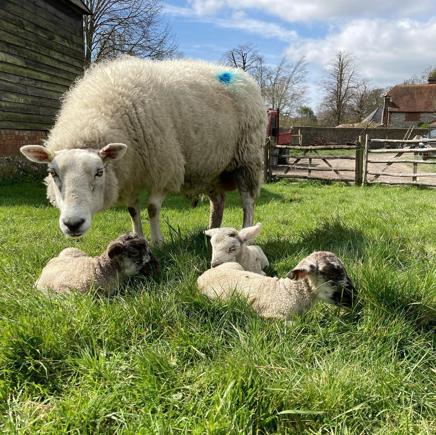 Lovely day to be born 💚🐑 come and visit this weekend. We&rsquo;re open Saturday and Sunday 10am - 4pm. 

See newborn lambs, meet our amazing vet students past and present, taste delicious local food. Tractor and trailer rides weather permitting and