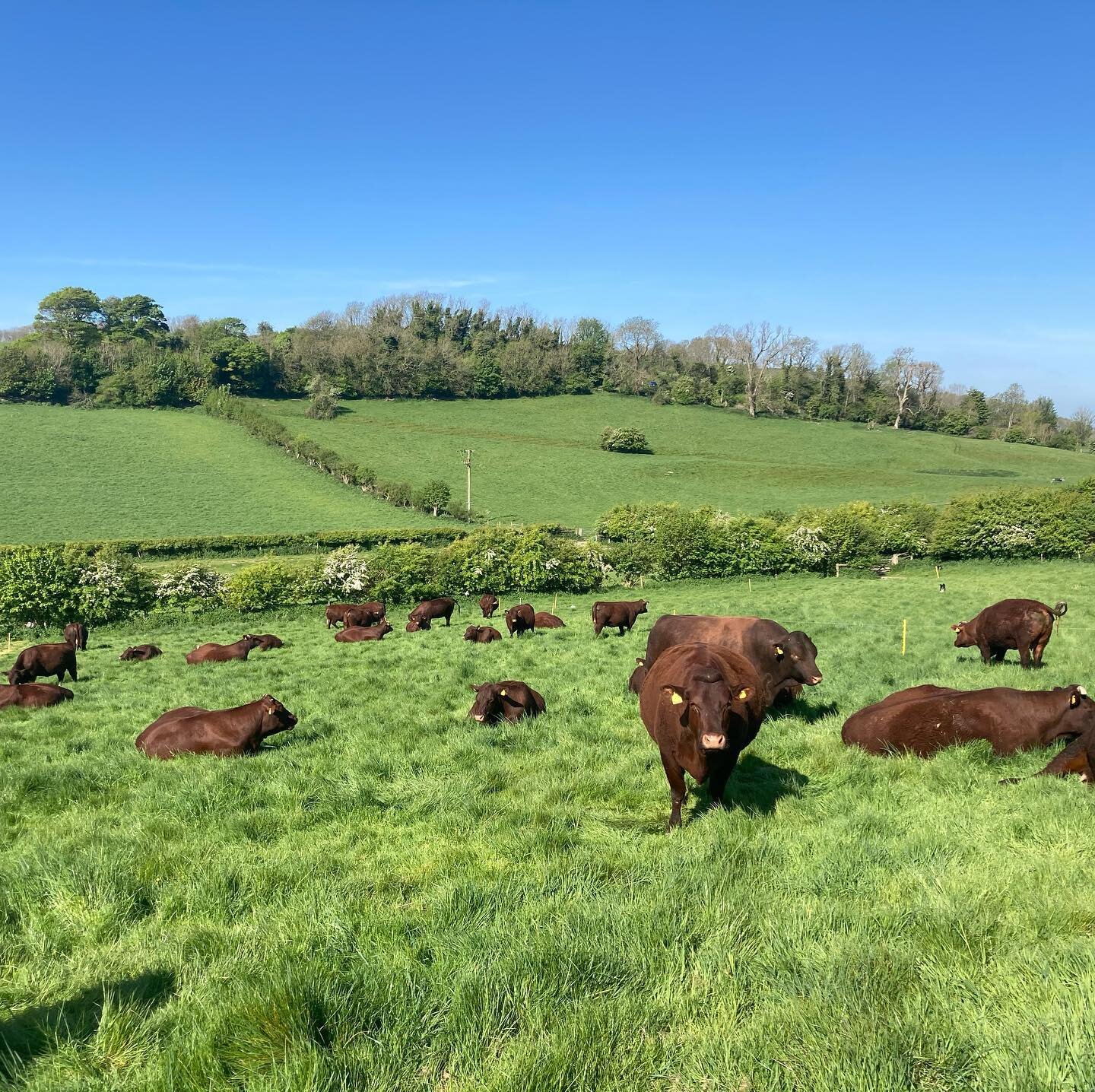 Girls are keeping us waiting. They look so uncomfortable but no real action yet! 🐂💚
#calving2022 #sussexcows #grassfed #farmingwithnature #camillaandroly #saddlescombefarm