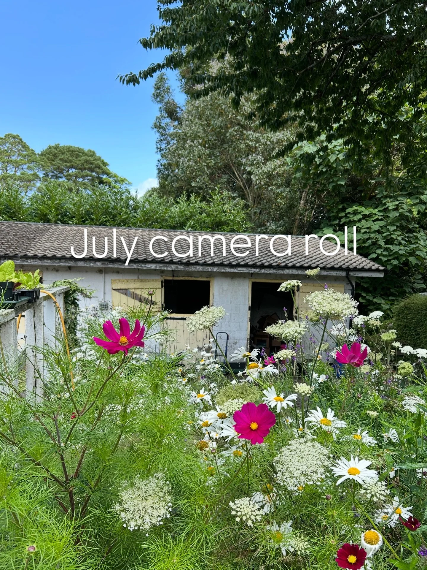 Ok I’ve got a new favourite month. July. She’s gorgeous and I never noticed this before.
In all previous Julys I was either - ‘horse-girl teenager with a 5am alarm’ / ‘crazed party caterer with 200 guests in a marquee&r