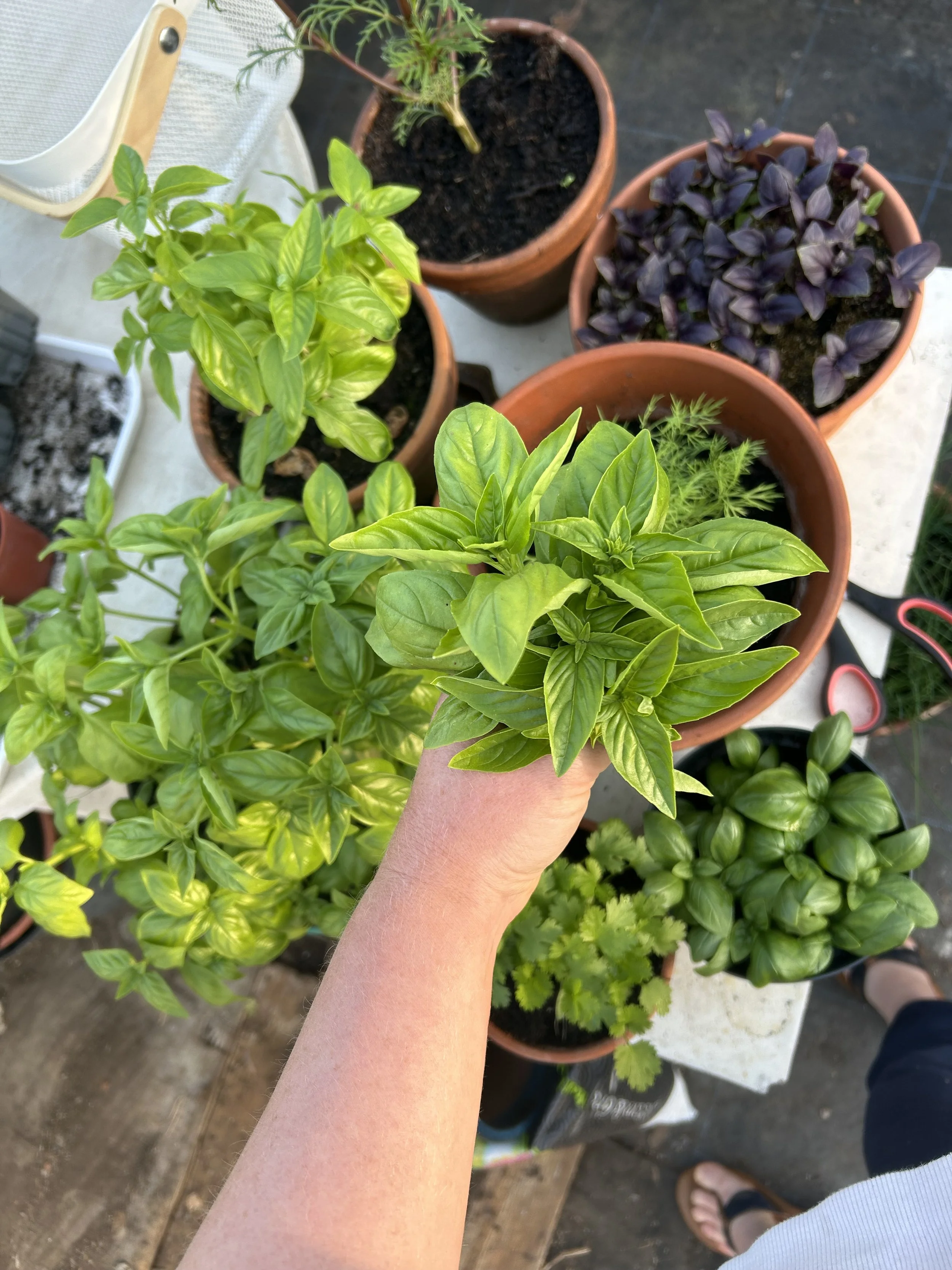 Homegrown herbs.jpeg