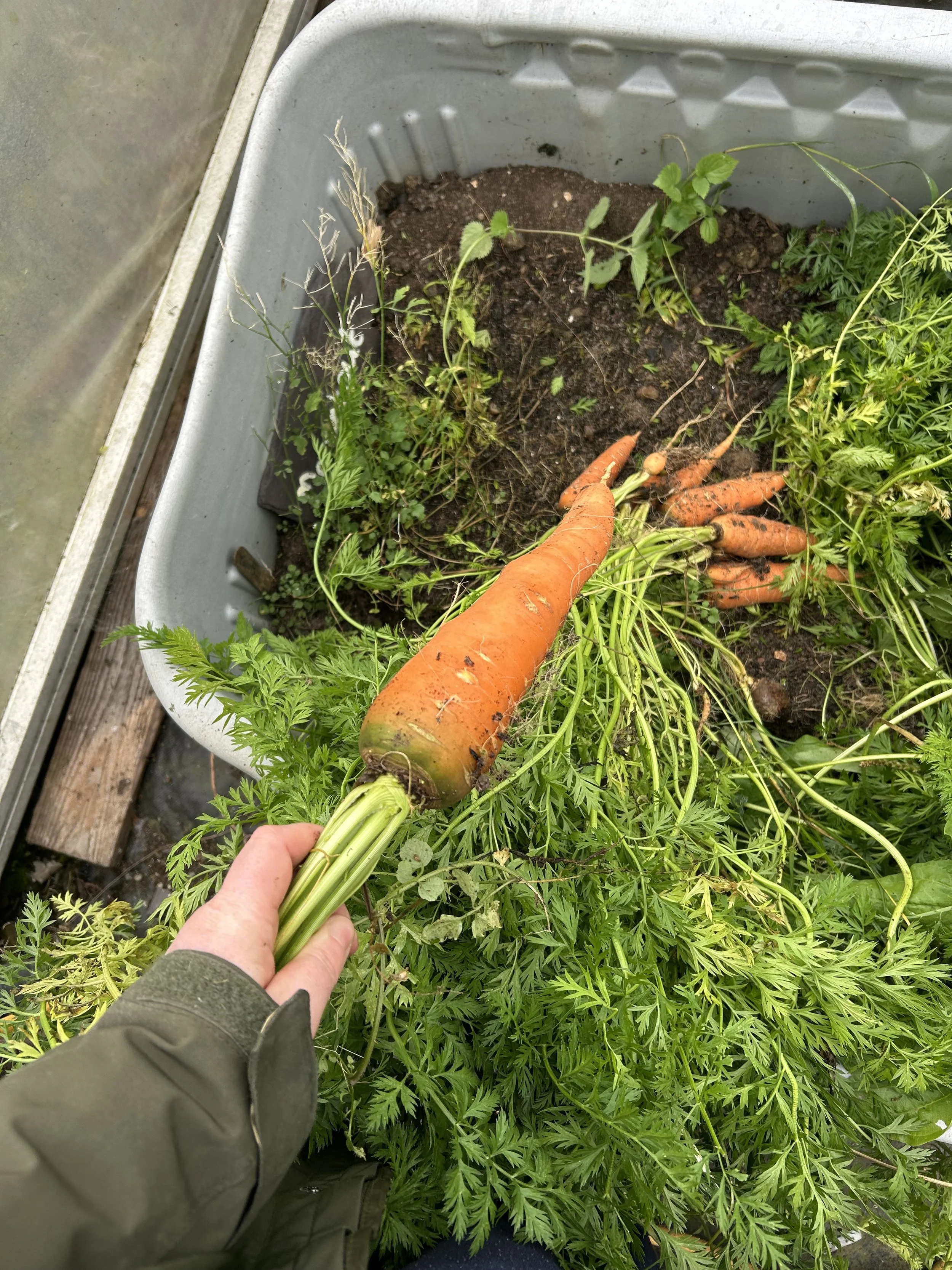 Homegrown carrot.jpeg