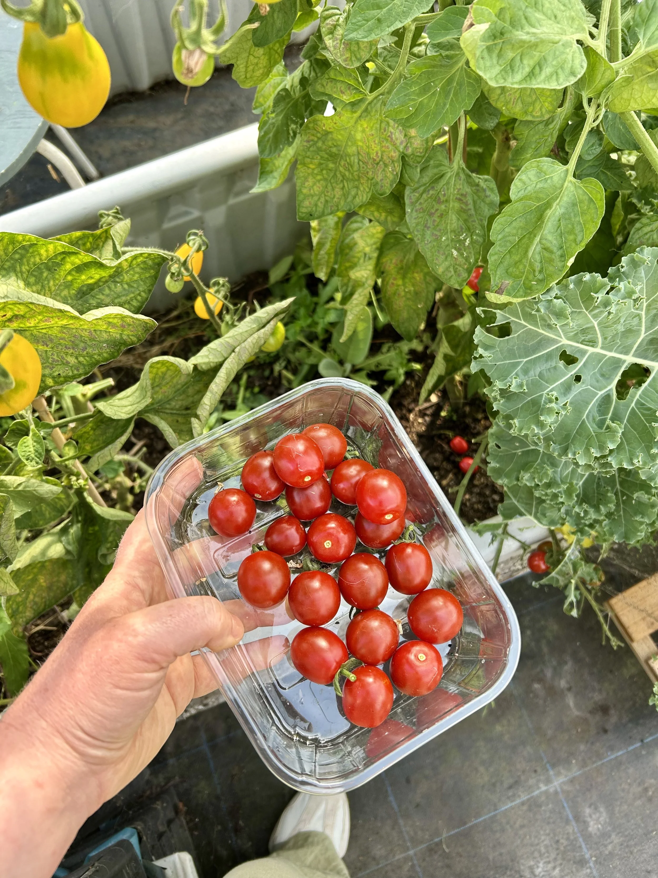 Homegrown tomatoes.jpeg