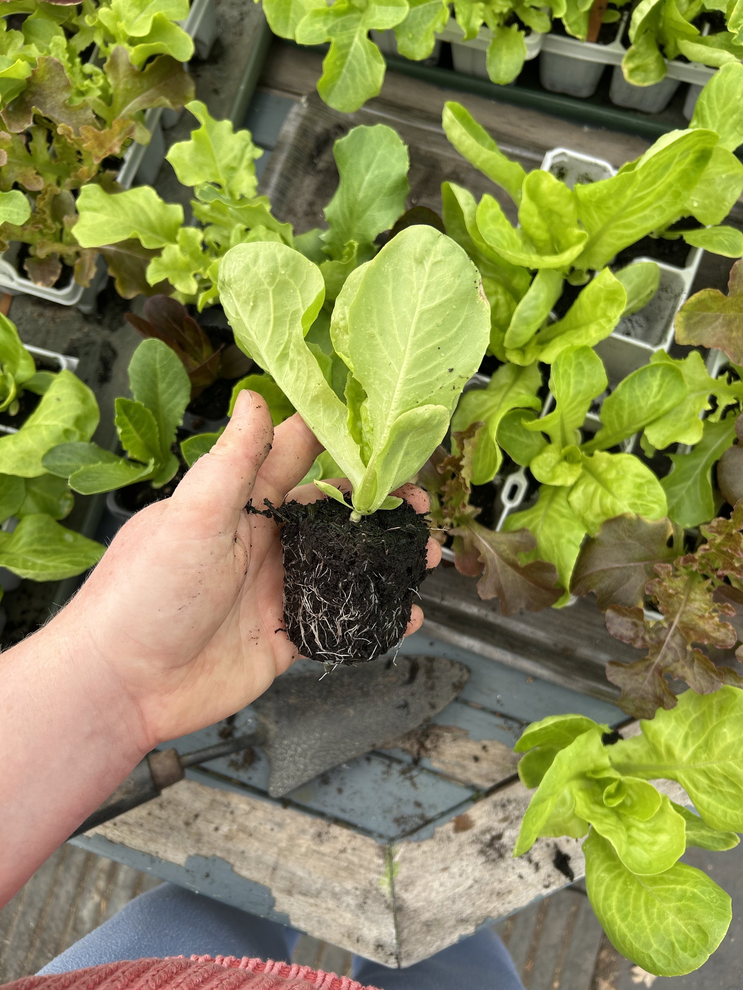 Homegrown lettuce.jpeg