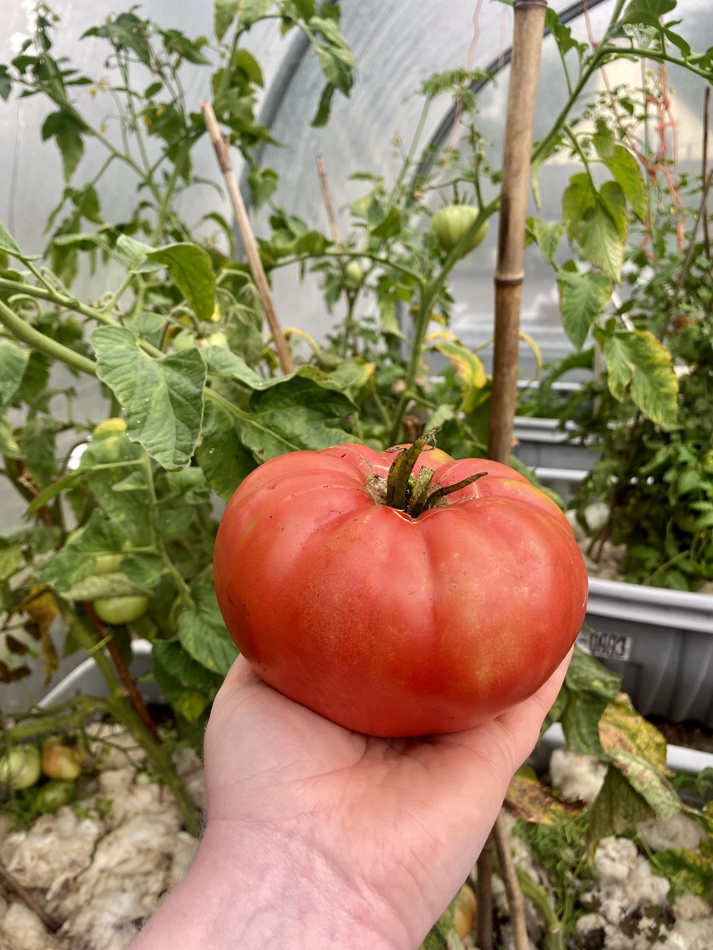 Tomato.jpeg