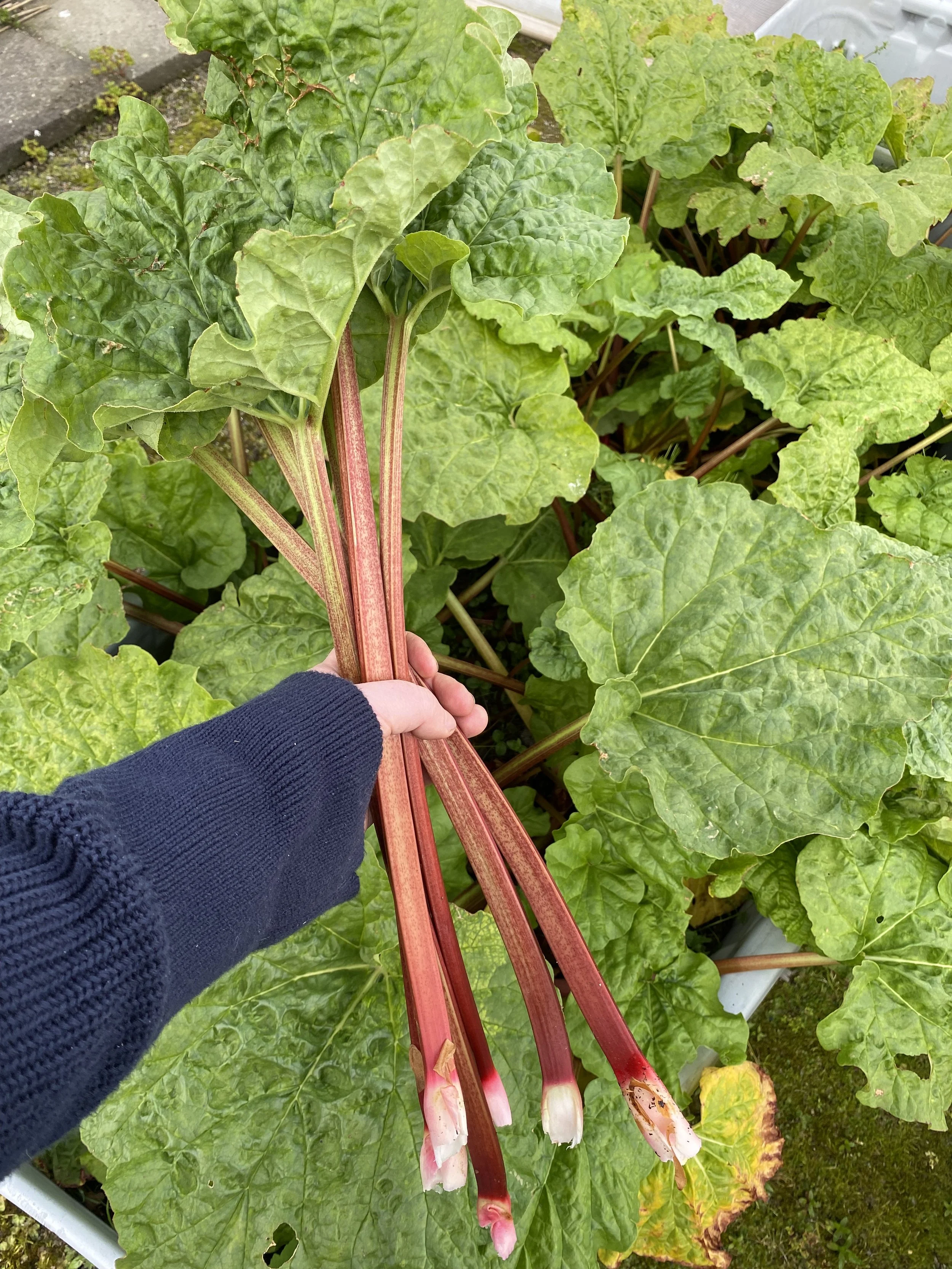 Rhubarb.jpeg