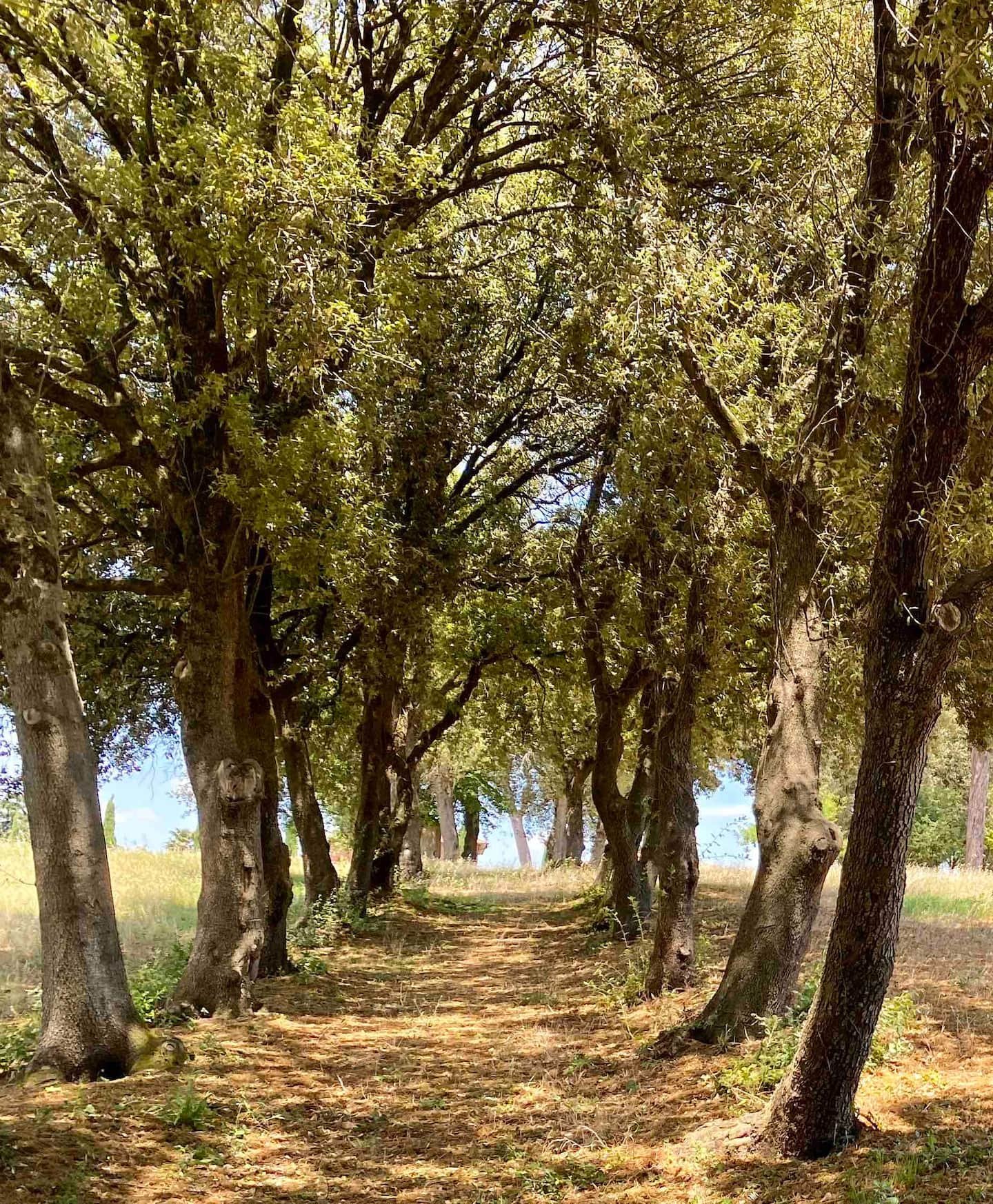 Manor-Umbria-tree-avenue-private-villa-rent.jpeg