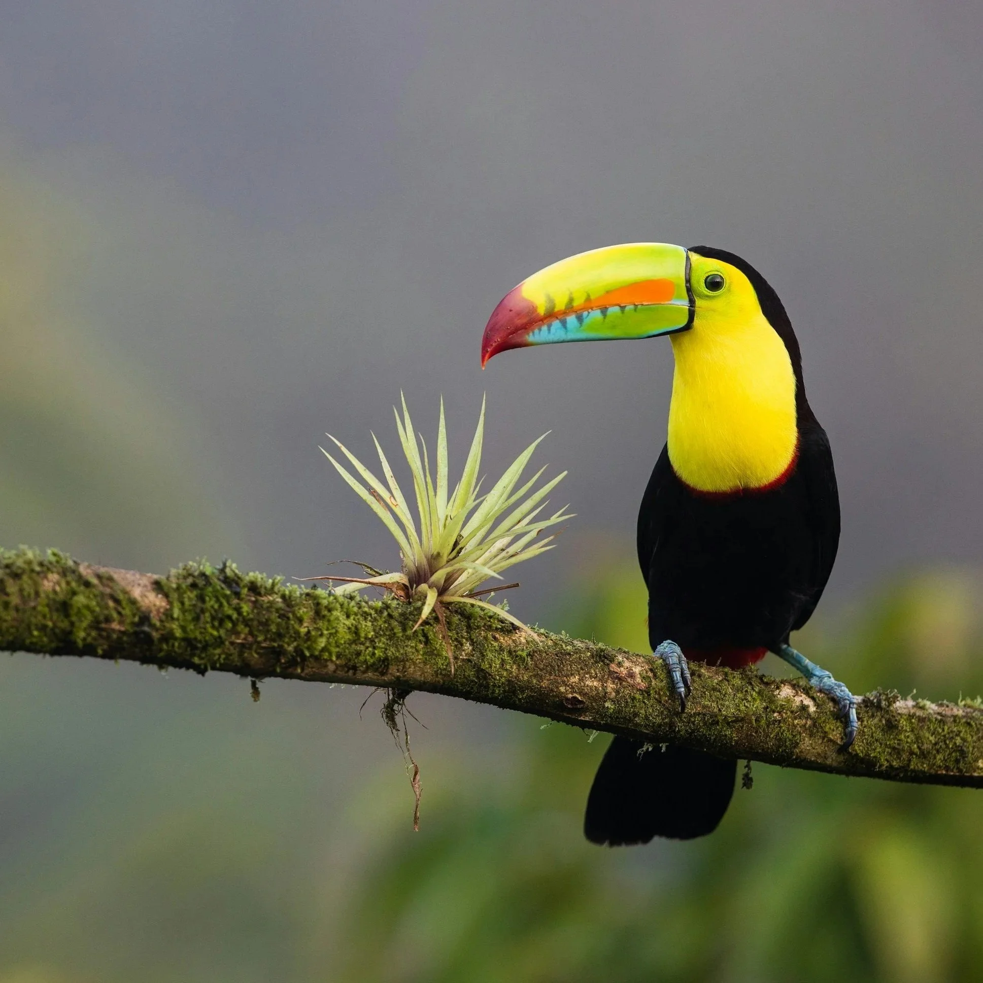 Volunteer in Costa Rica