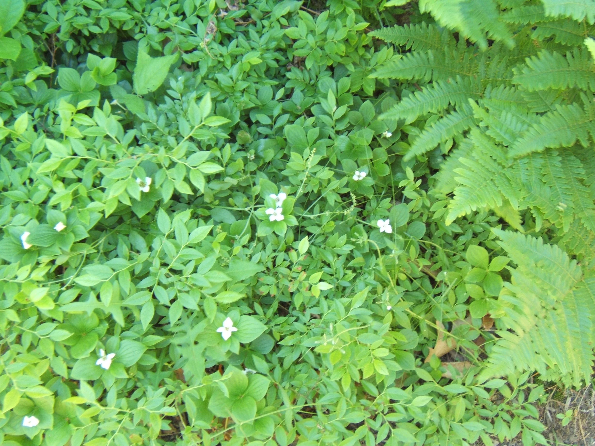 DSCF1595.JPG