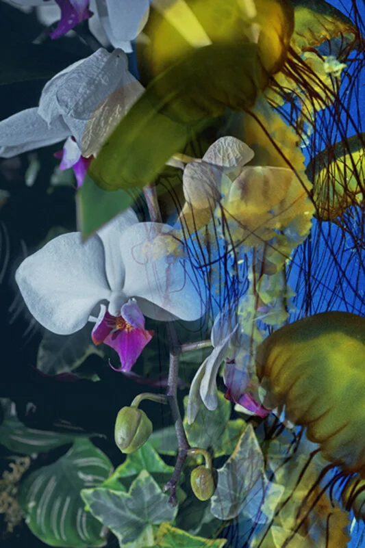GhostJelly_DSC1056F2b2e.jpg