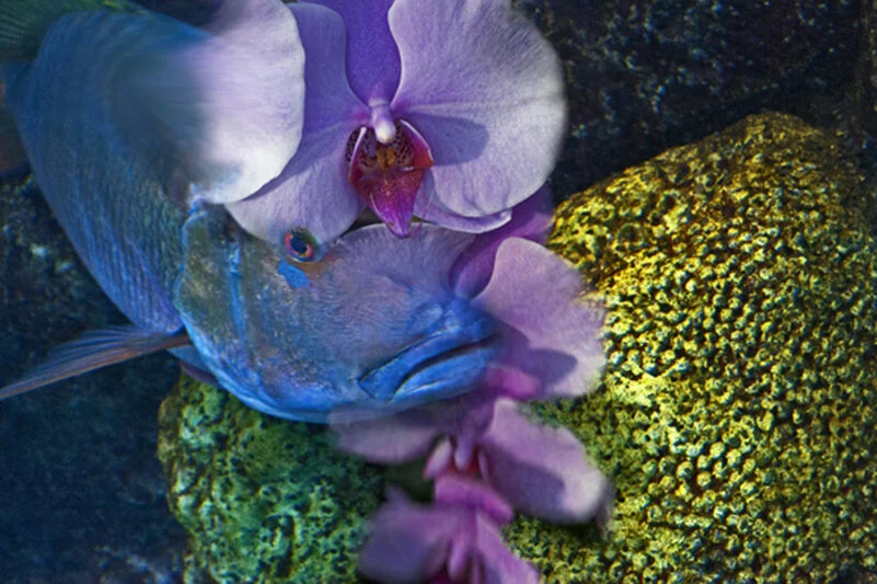 GlareDescent_DSC0785Fe.jpg