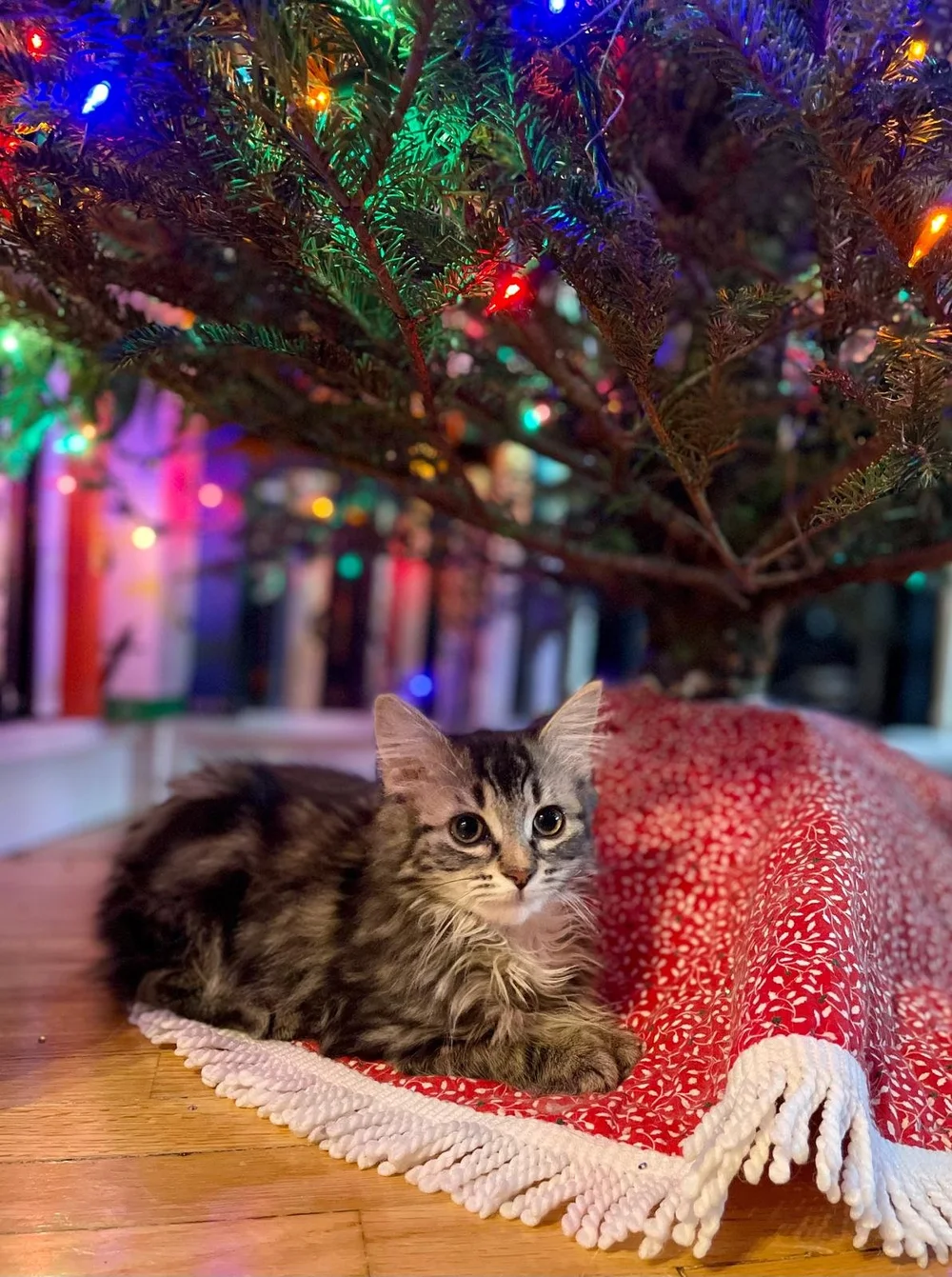 WhatsApp Image 2024-07-22 at 11.35.03 AM.jpeg