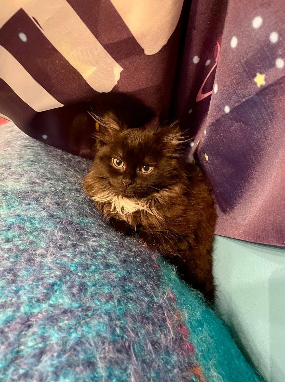 WhatsApp Image 2024-07-22 at 11.34.57 AM(1).jpeg