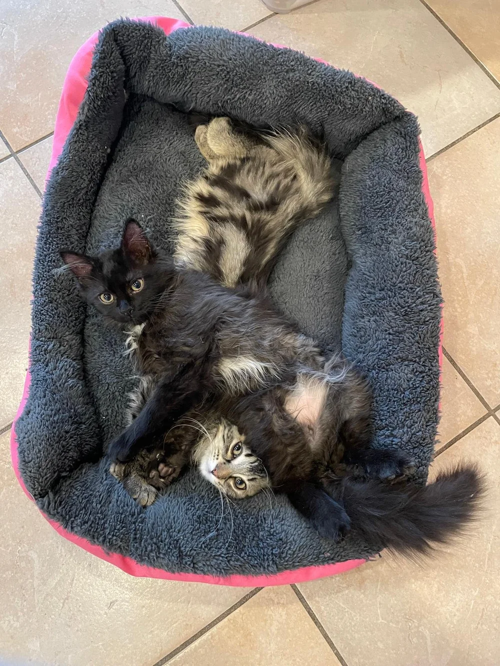 WhatsApp Image 2024-07-22 at 11.38.17 AM.jpeg