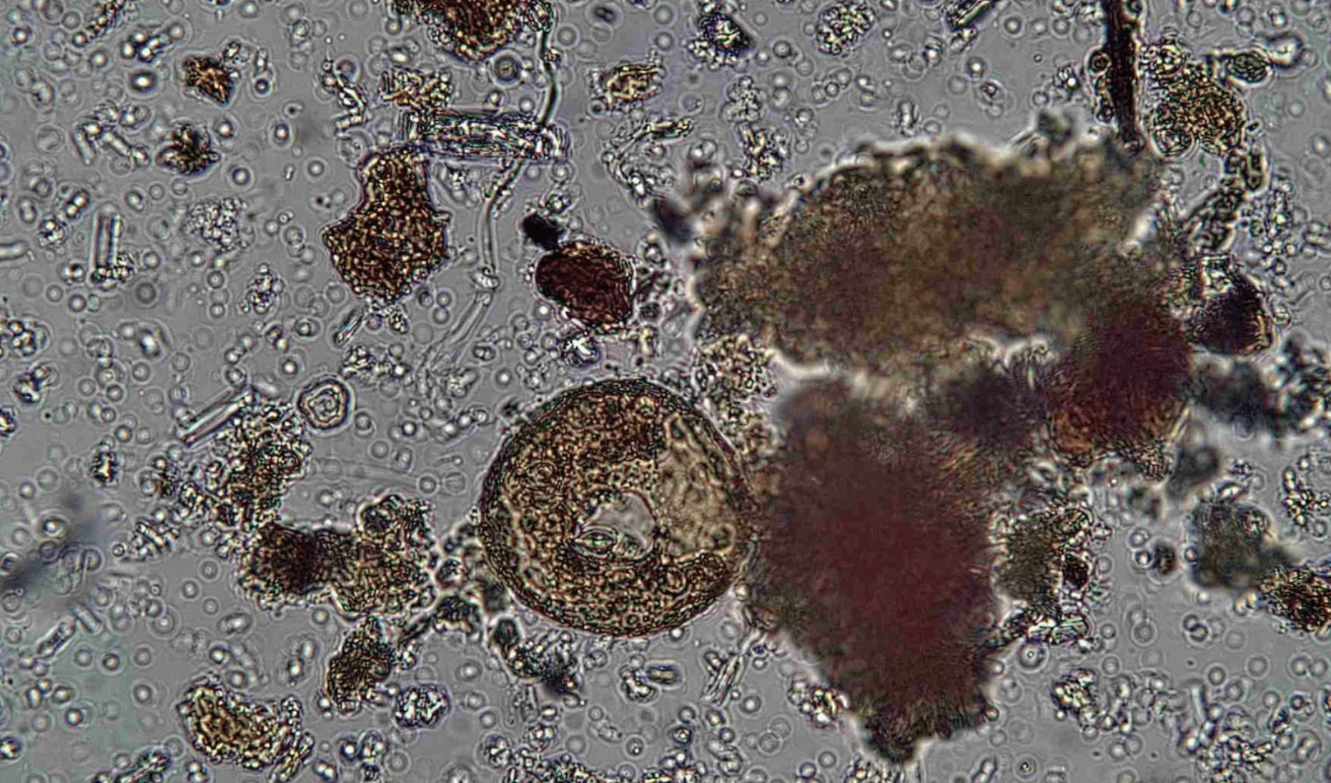 Soil Microscopy Training