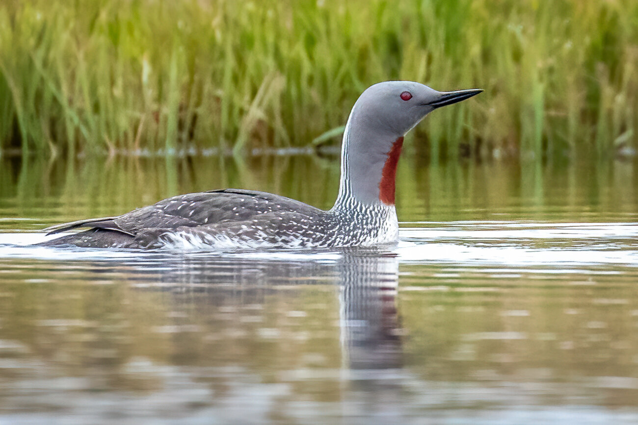 010.KLangenberg_Red-Throated Loon_Iceland.jpg