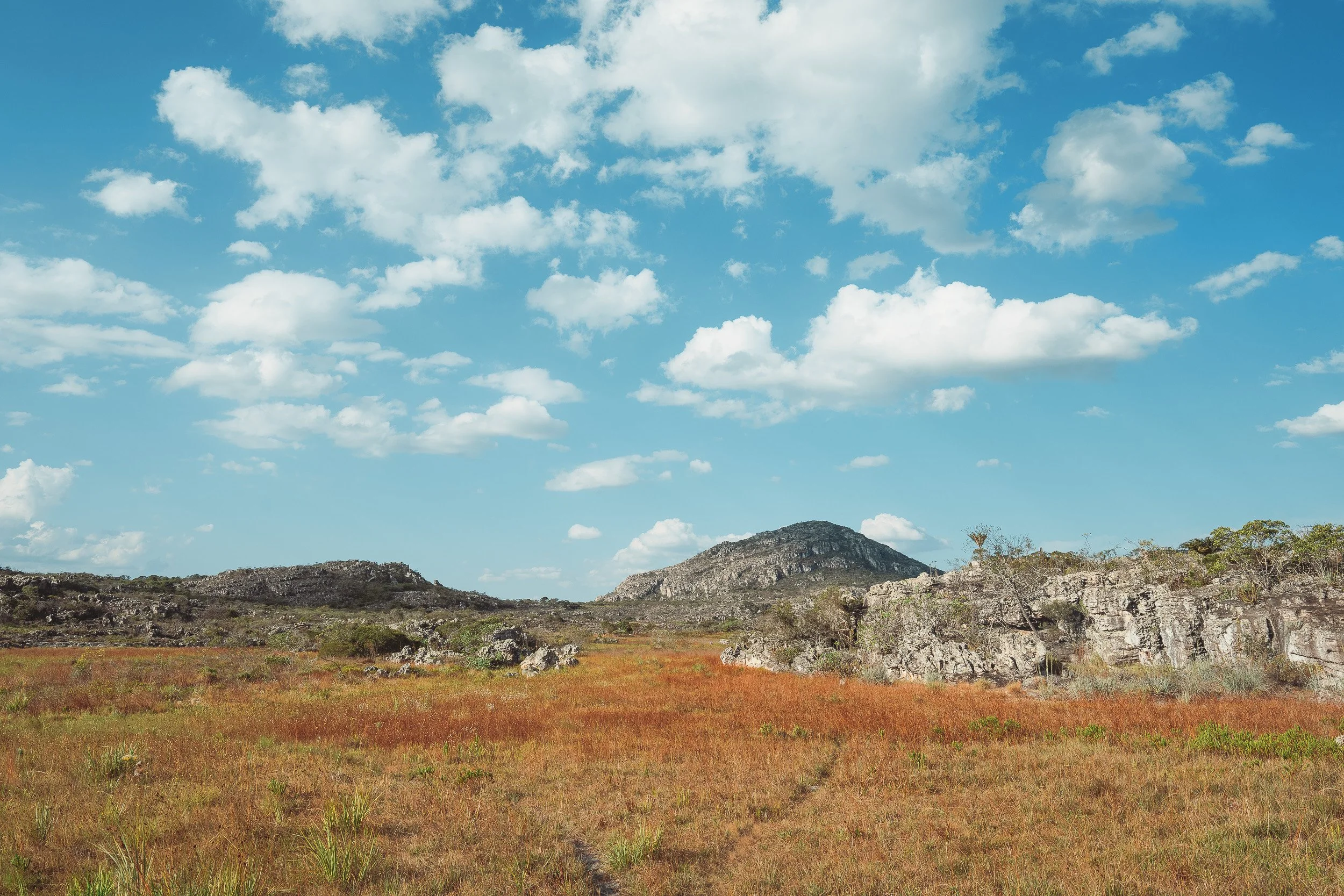 A worn trail leads through open golden grasslands and rocky hills beneath a blue sky full of white clouds in Sempre Vivas National Park, Serra do Espinhaço.