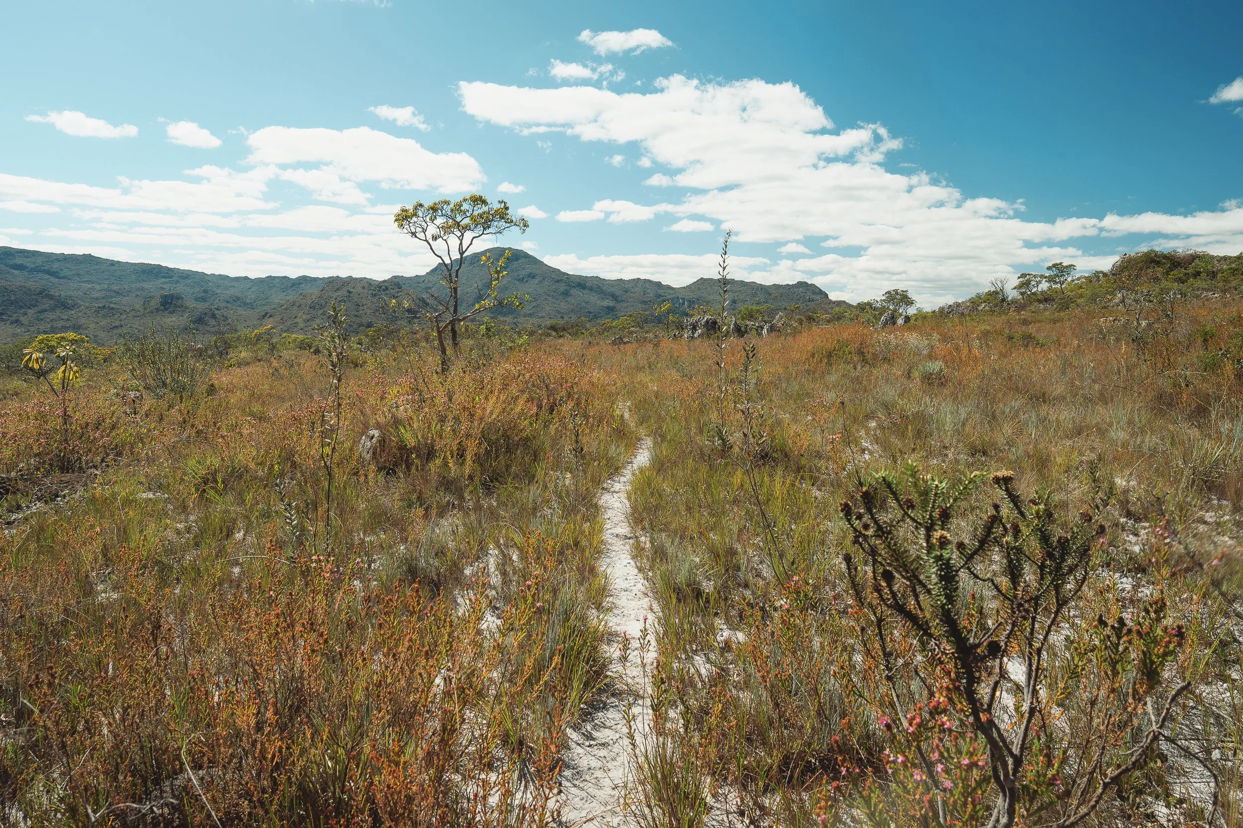 Footpath near Diamantina, Minas Gerais. Serra do Espinhaço