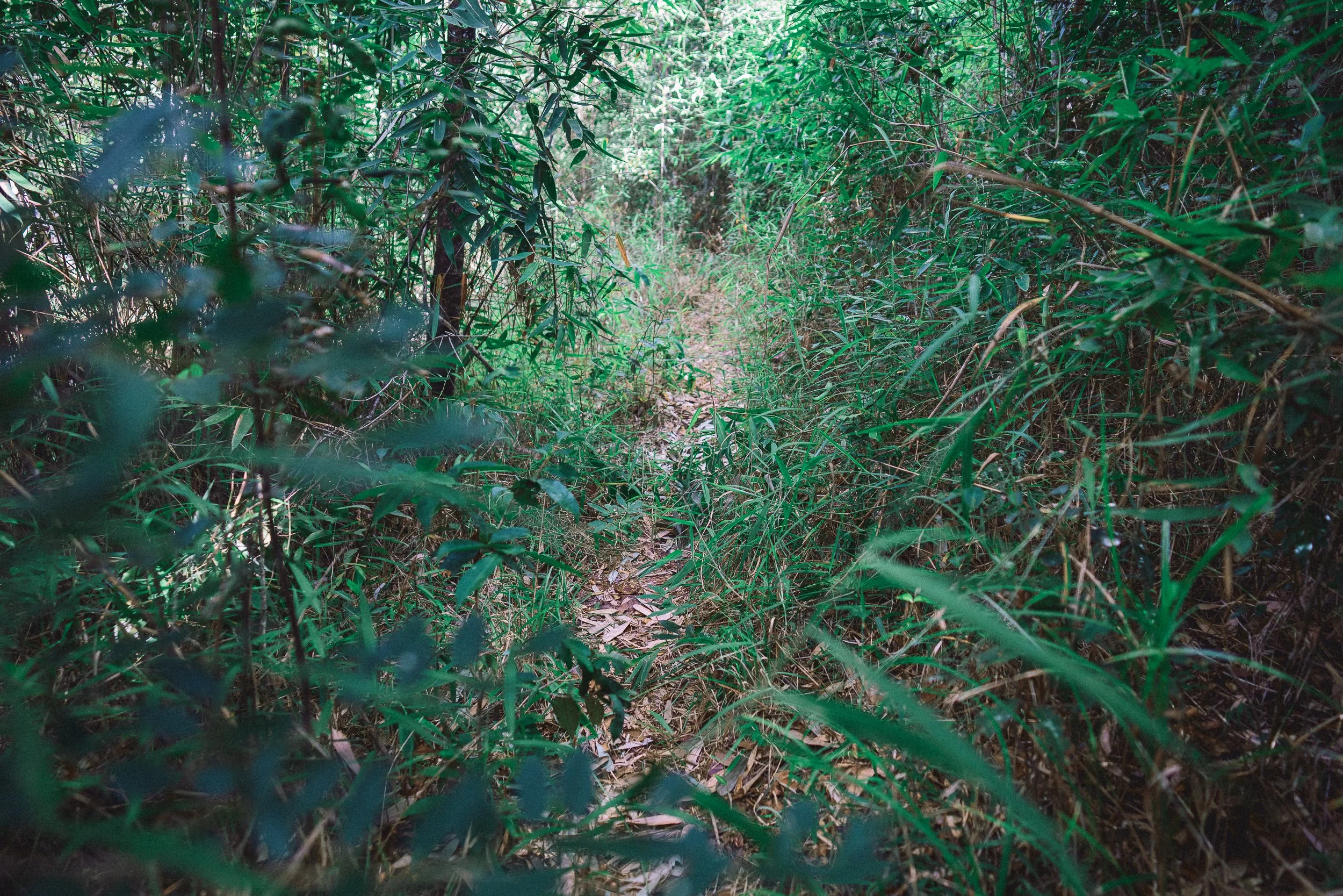 Trail in Sempre Vivas National Park, in Brazil's Serra do Espinhaço