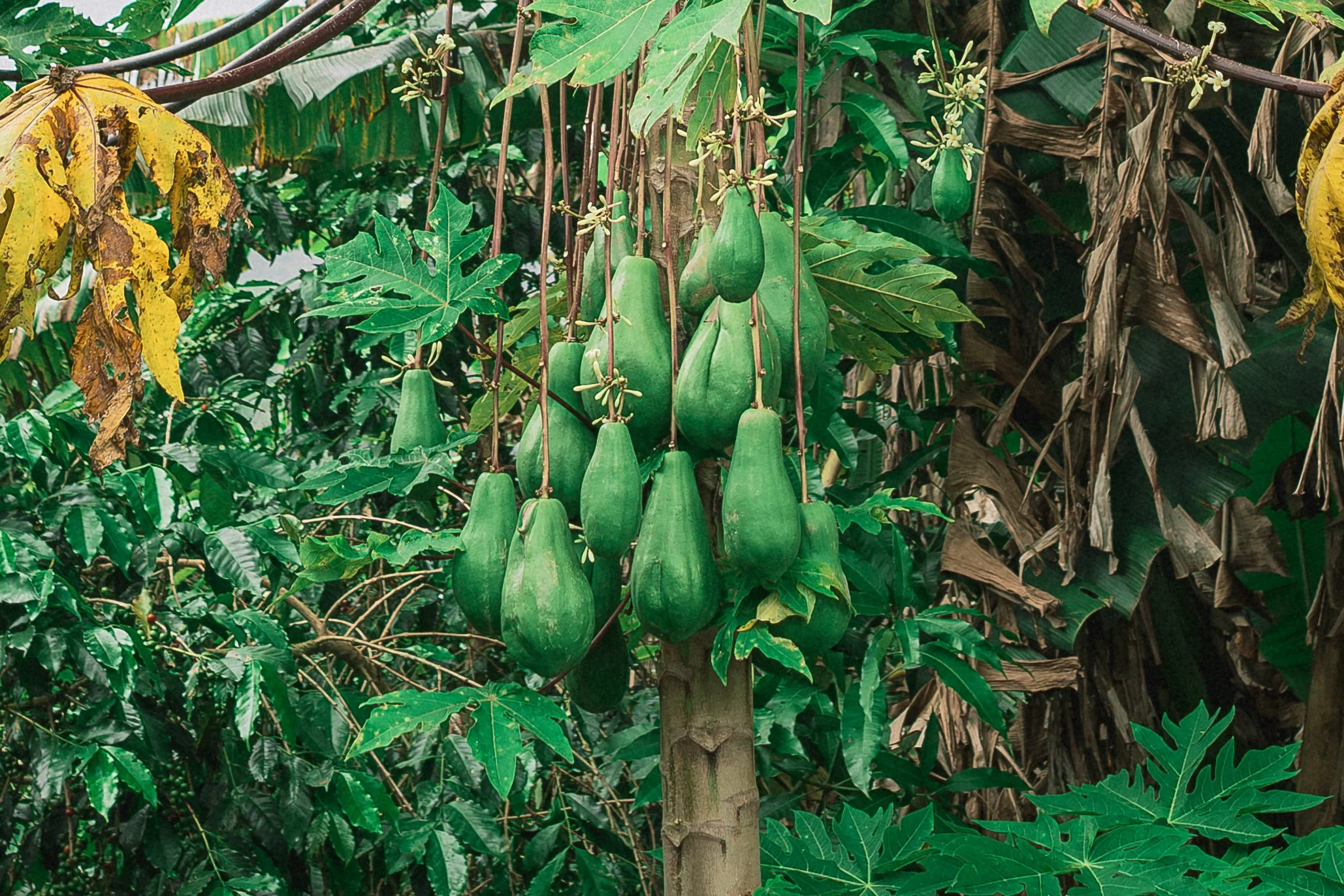A verdant papaya tree at Noel's house in Bica d'Agua, Serra do Espinhaço