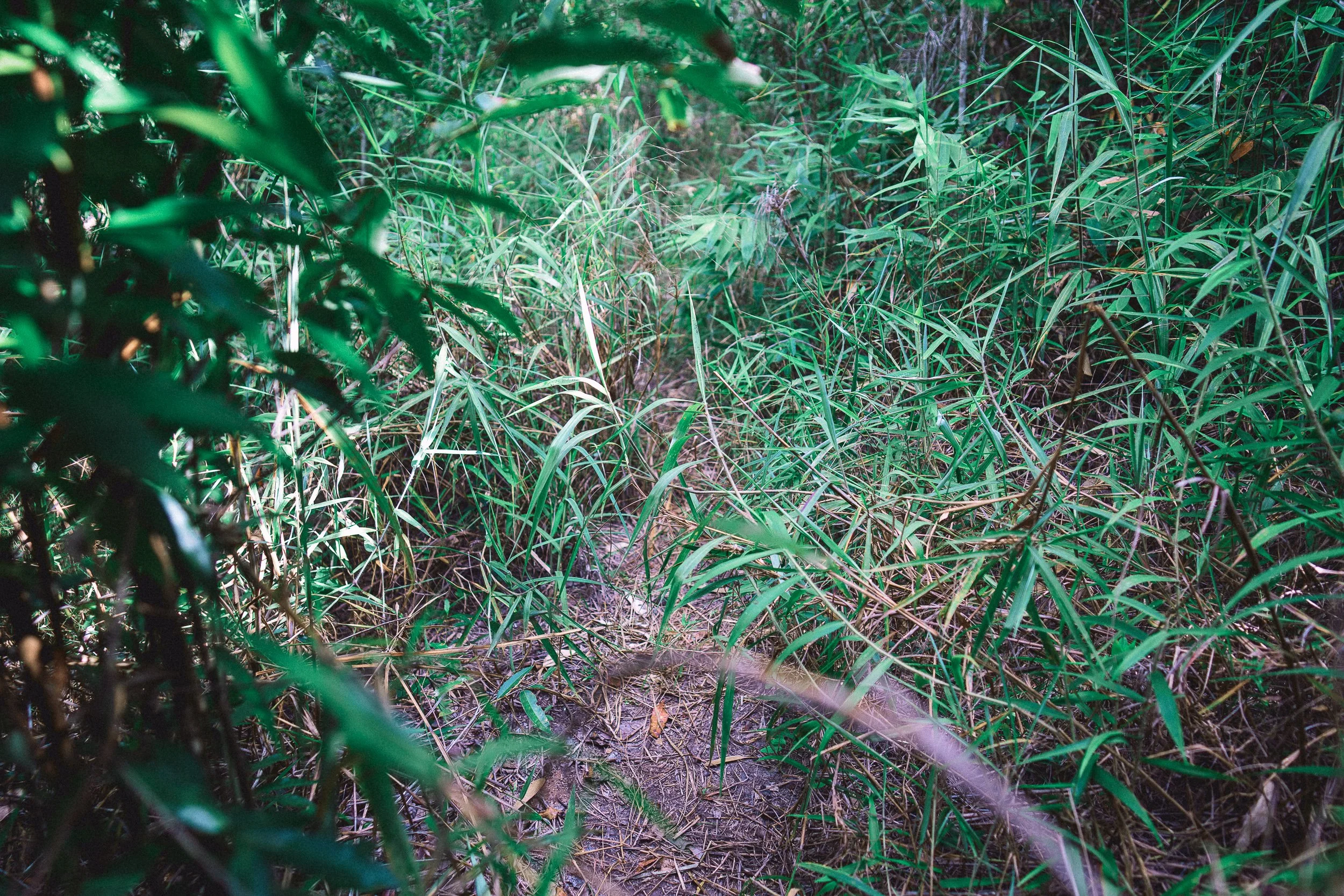 Overgrown trail near Fazenda Gavião, Sempre Vivas National Park