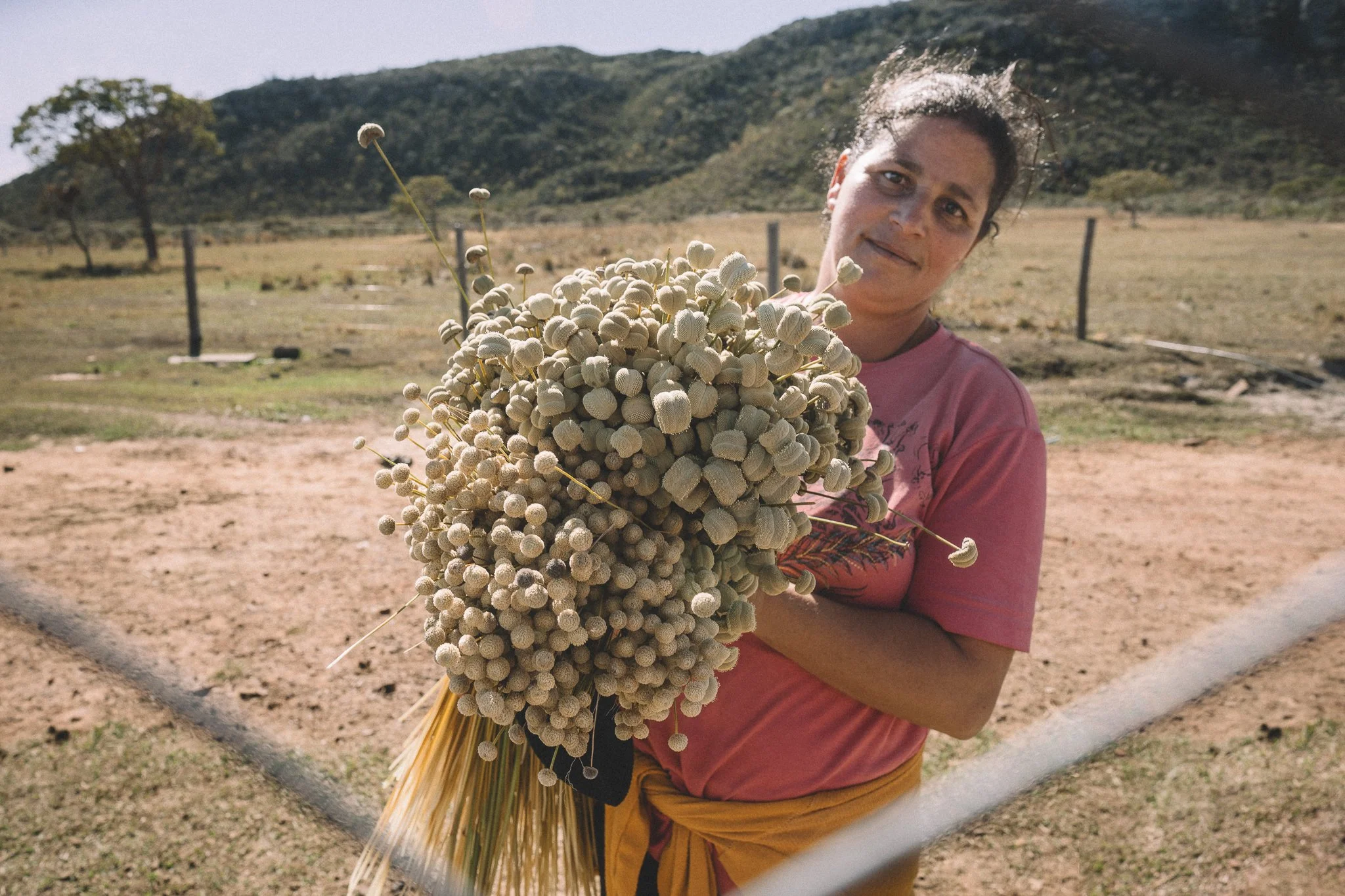 A sempre-vivas flower-picker in Galheiros, Serra do Espinhaço