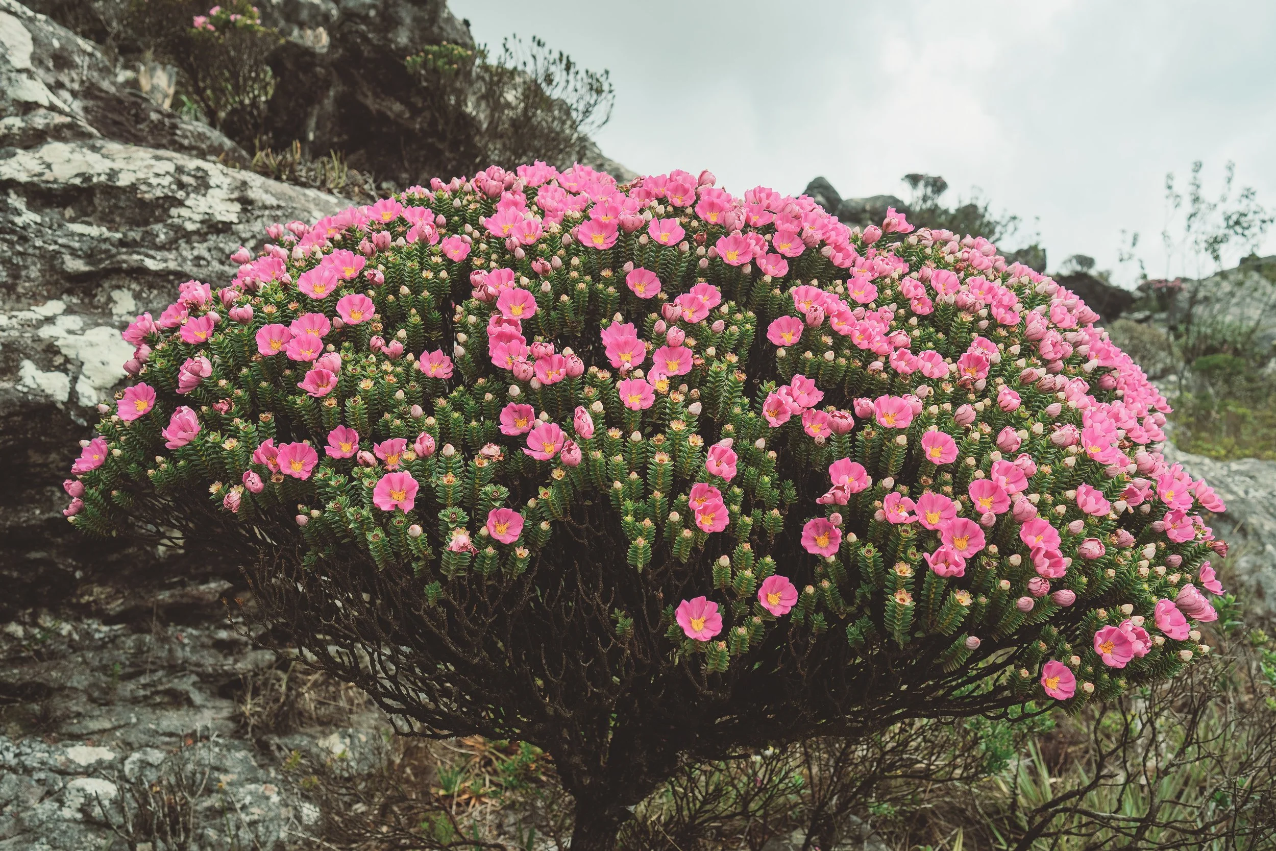 Lavoisiera in bloom on Pico do Itambé, Serra do Espinhaço
