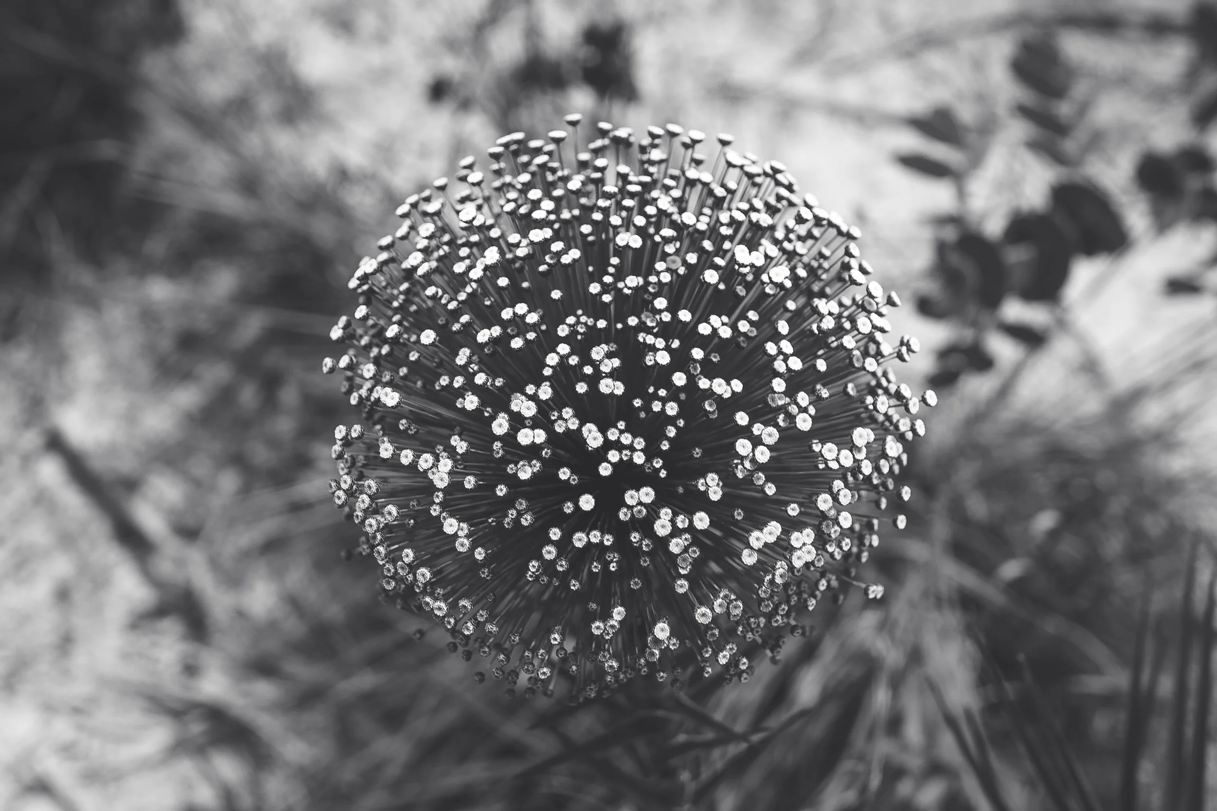 Chuverinho (Paepalanthus), Sempre Vivas National Park, Serra do Espinhaço