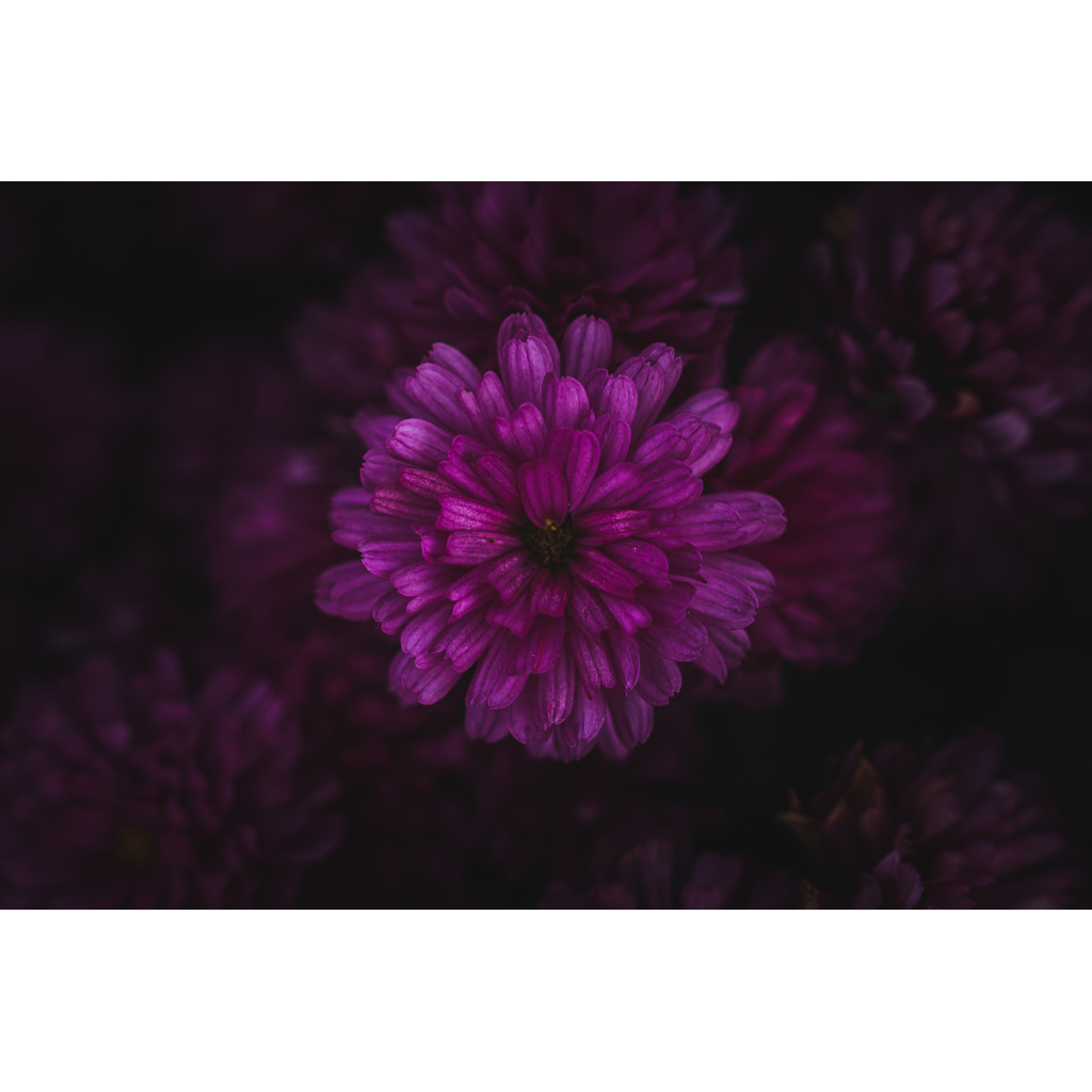 image_original_.png