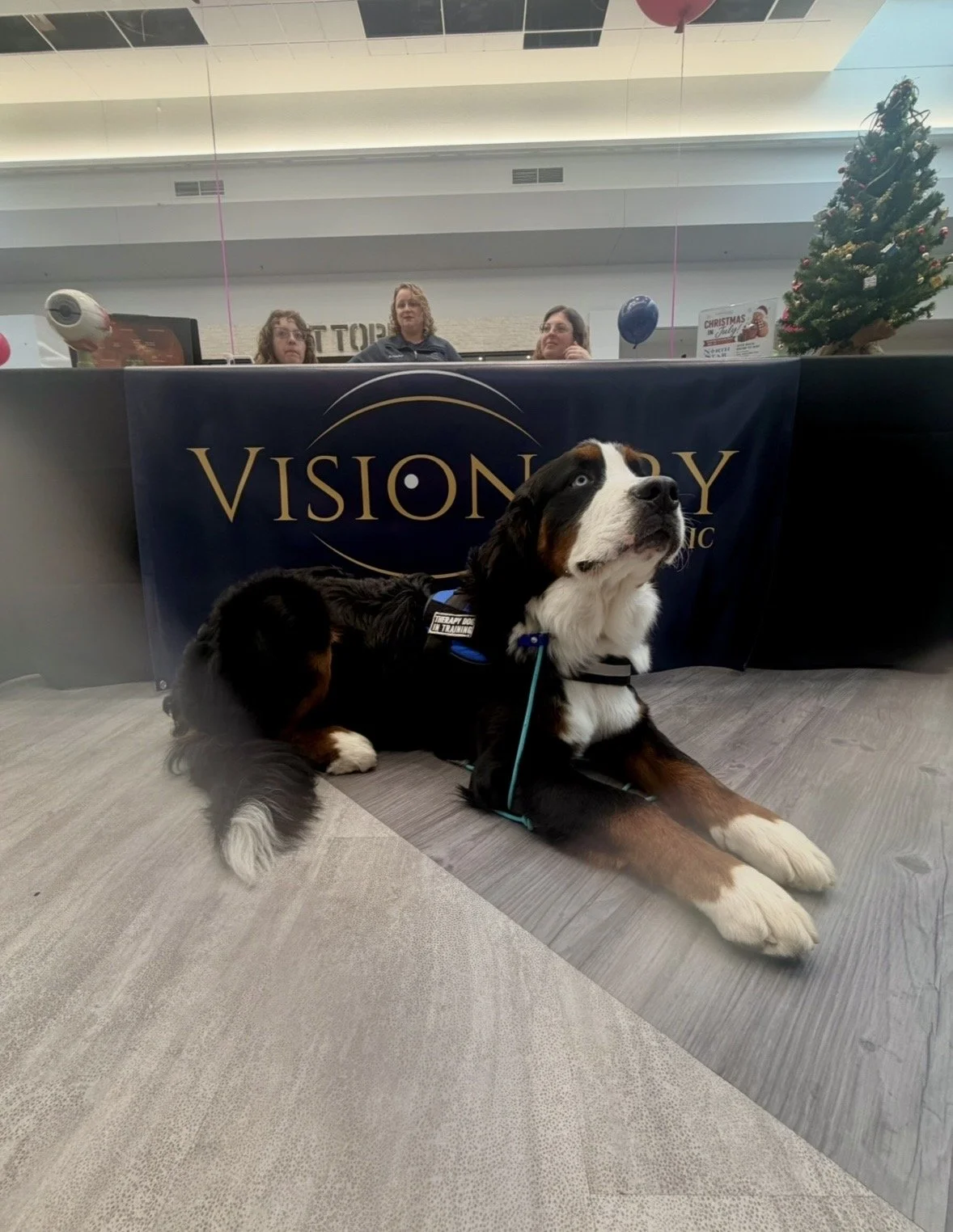 Indie - Therapy Dog - Visionary Eye Clinic