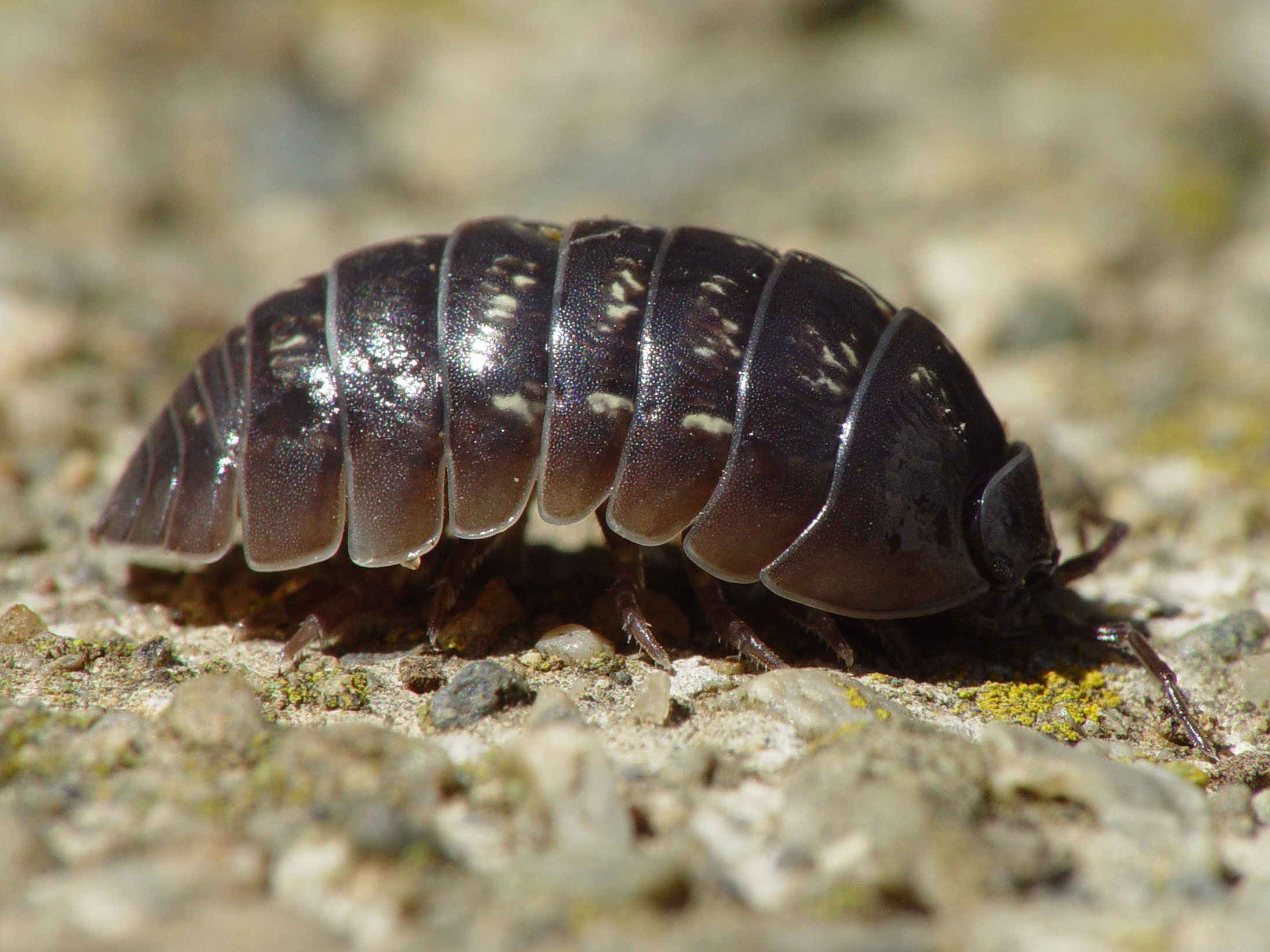 Armadillidium_vulgare_001.jpeg