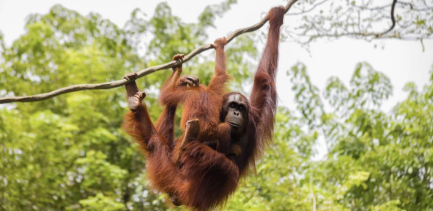 Bittrex Global list UPCO2, which will “hodl the rainforests”