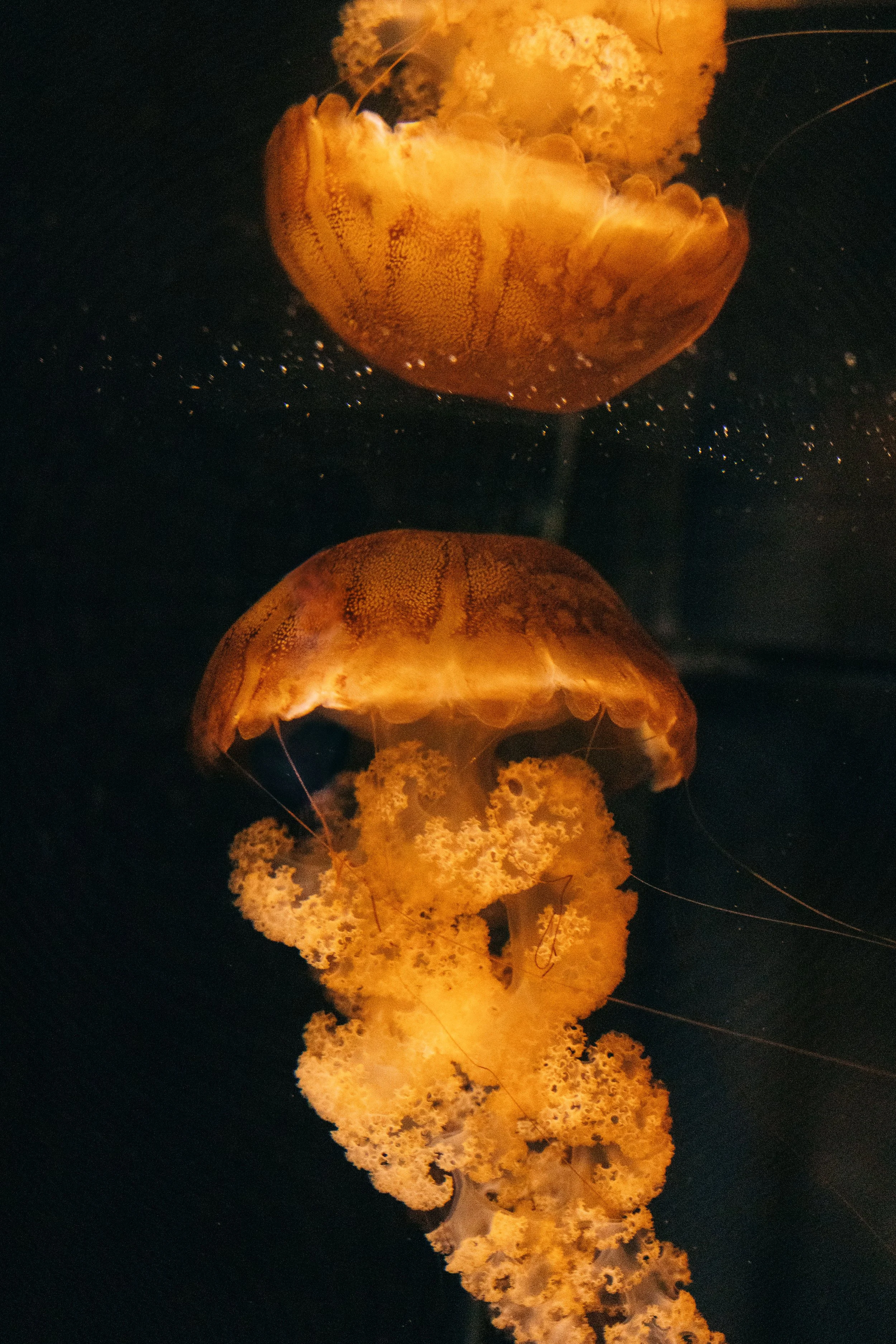 Chugh_orangeJelly2.jpg