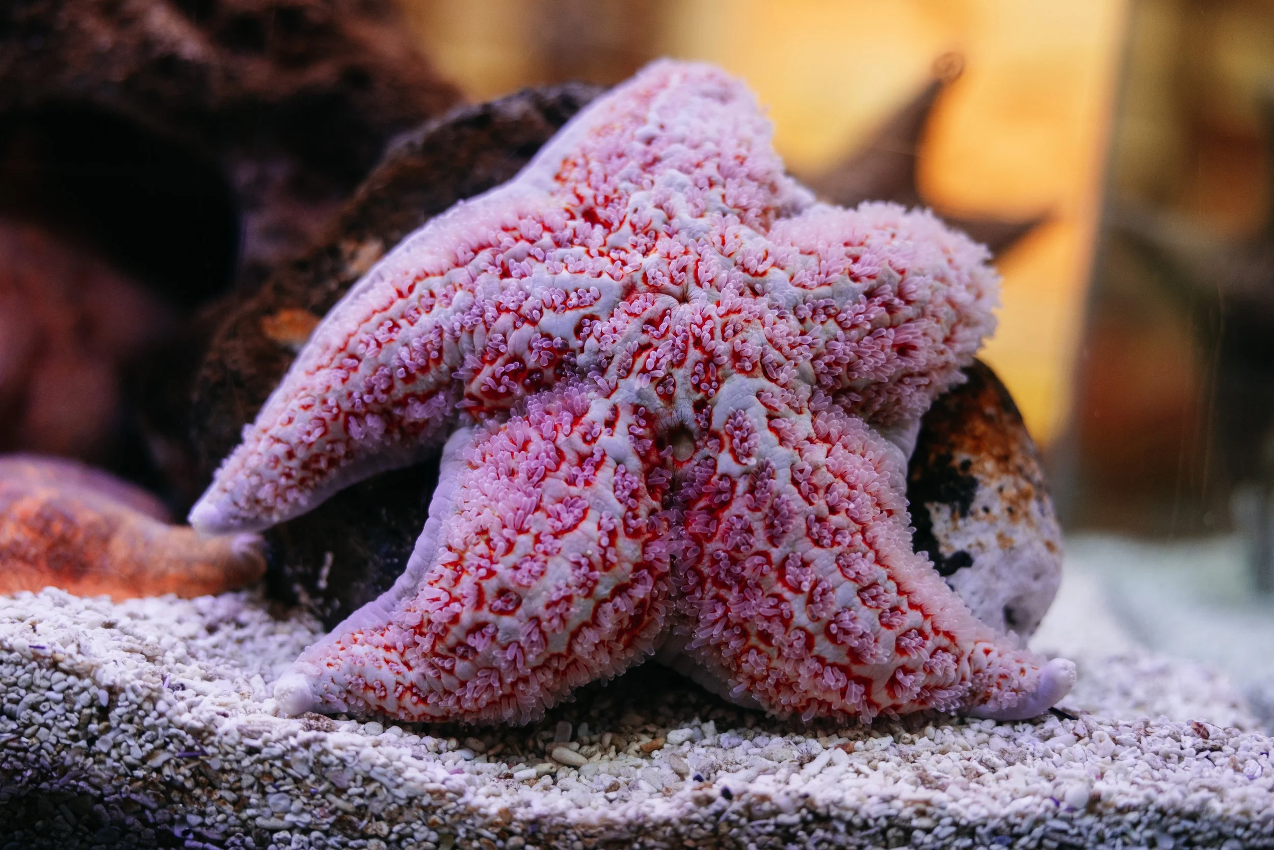 Chugh_starfish.jpg