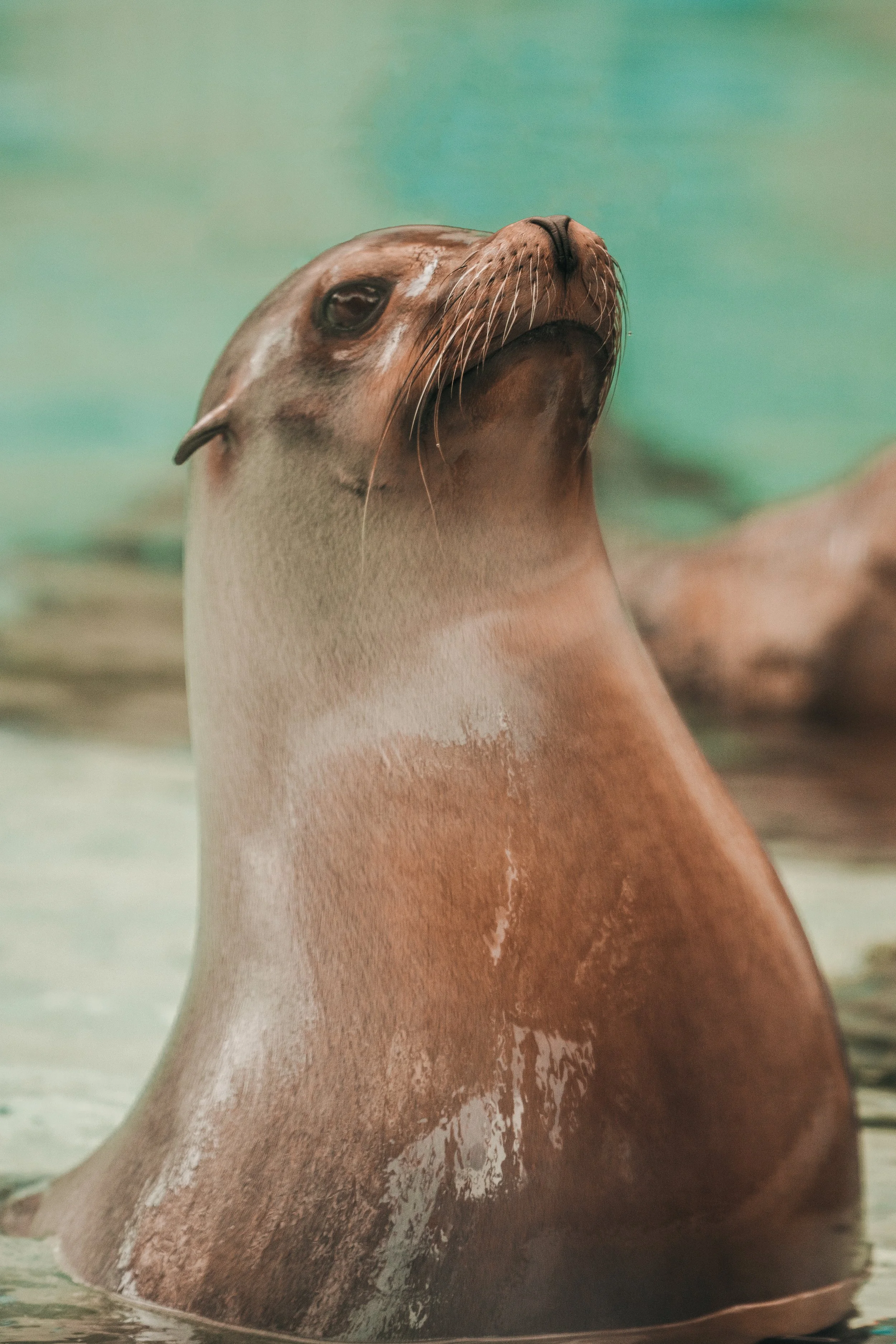 Chugh_Seal.jpg